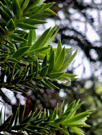 A close up of a tree with lots of leaves