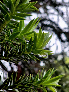 A close up of a tree with lots of leaves
