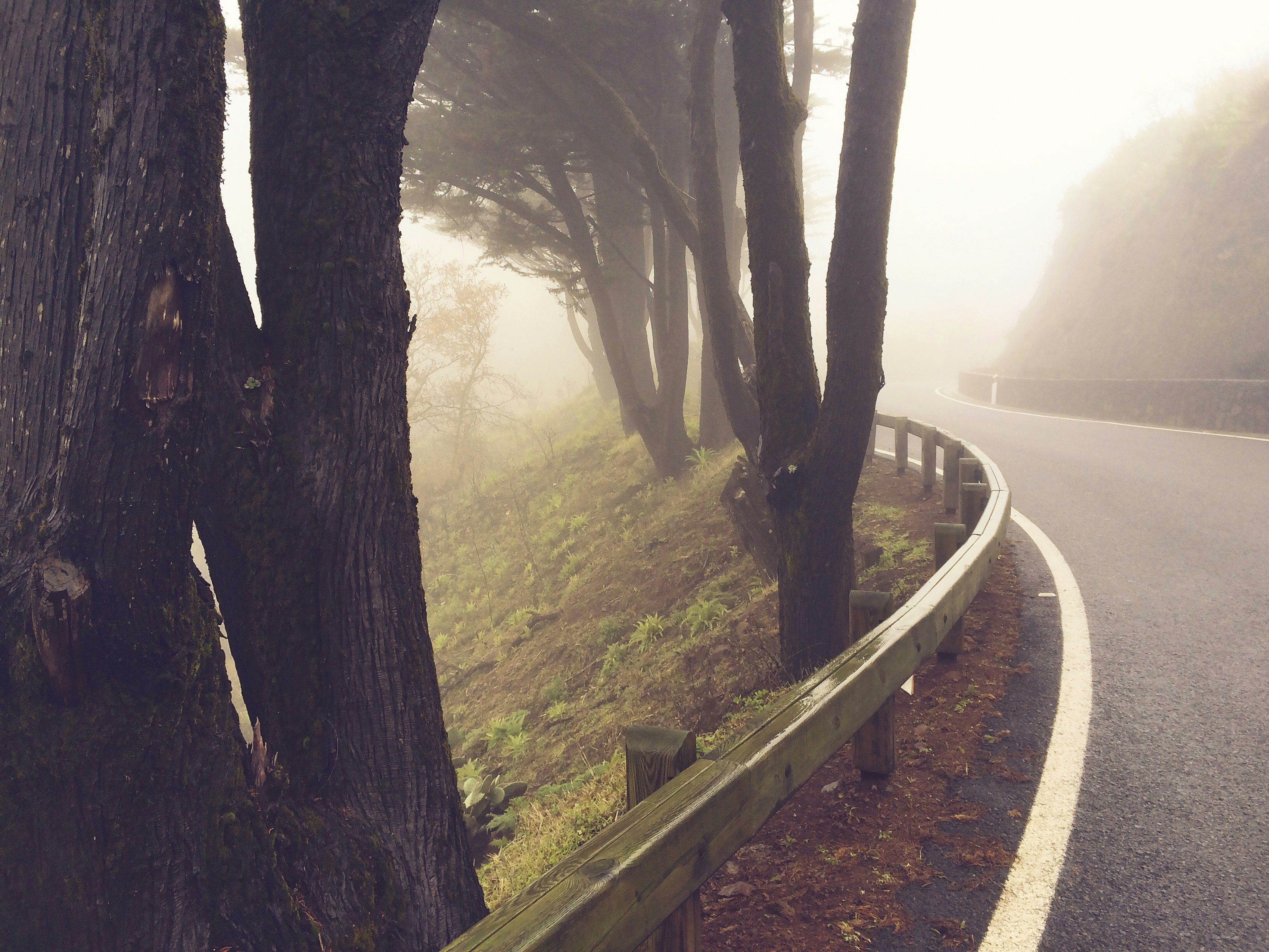 A winding road surrounded by trees on a foggy day