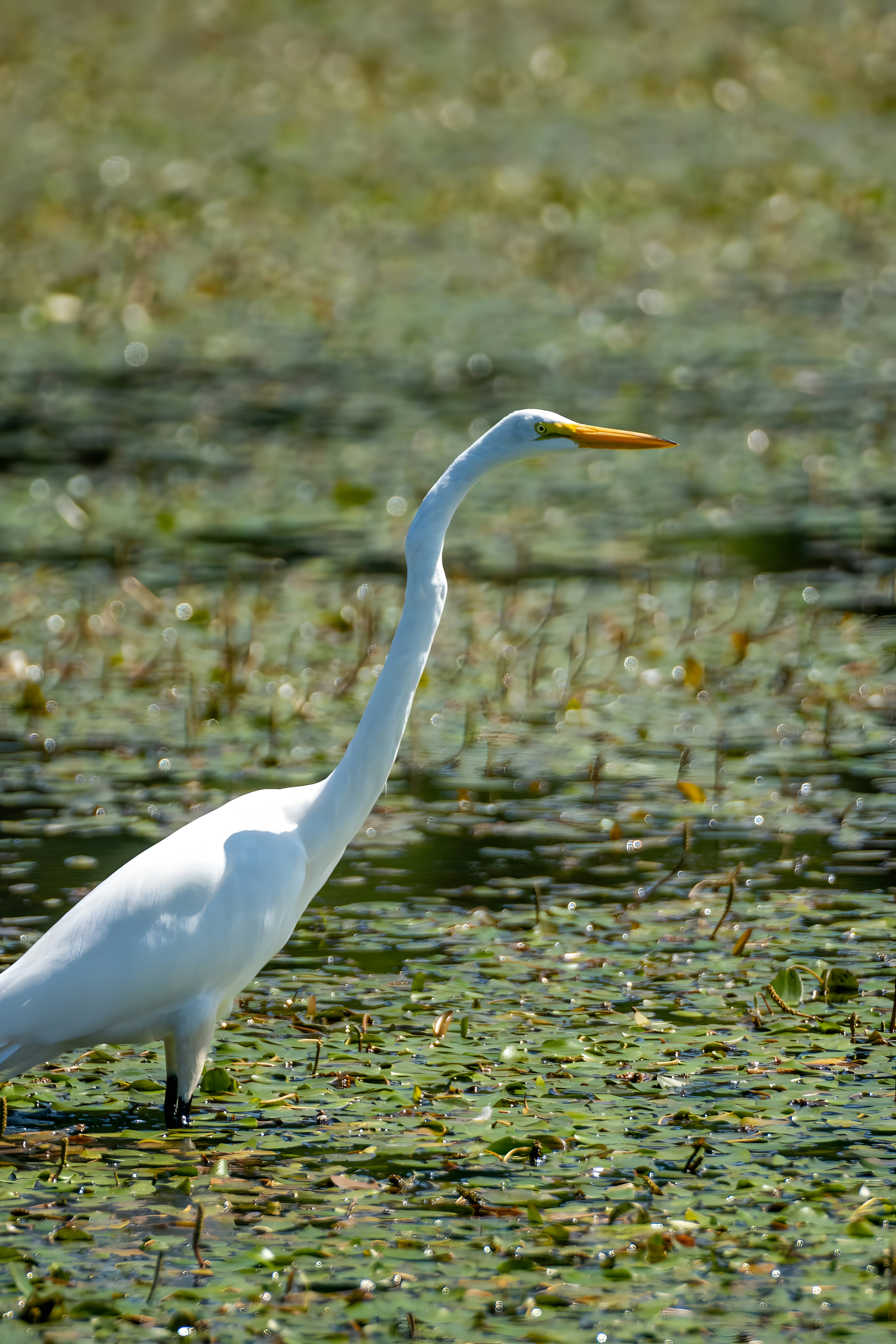 Photo by damiencampbell