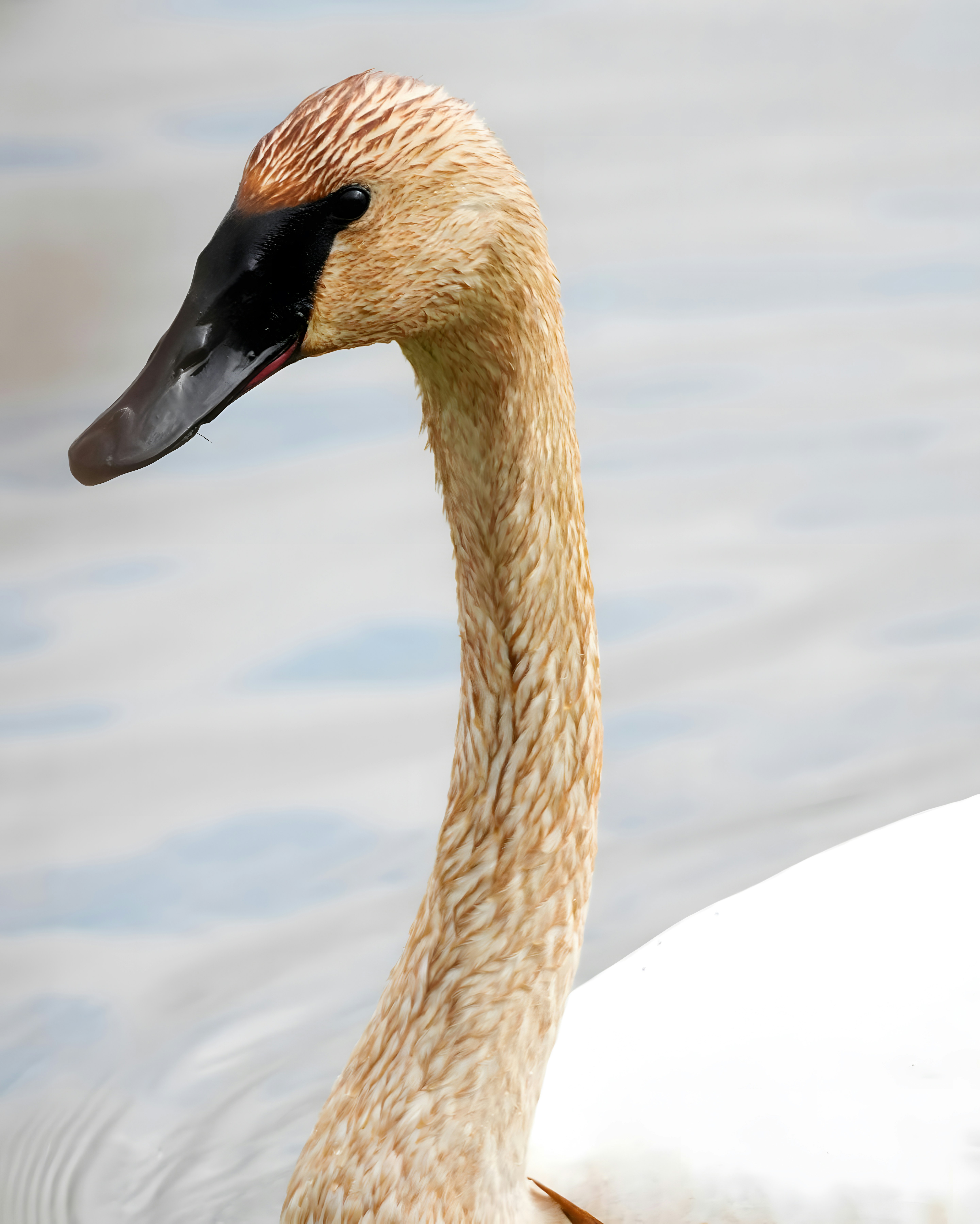 A close up of a duck in a body of water