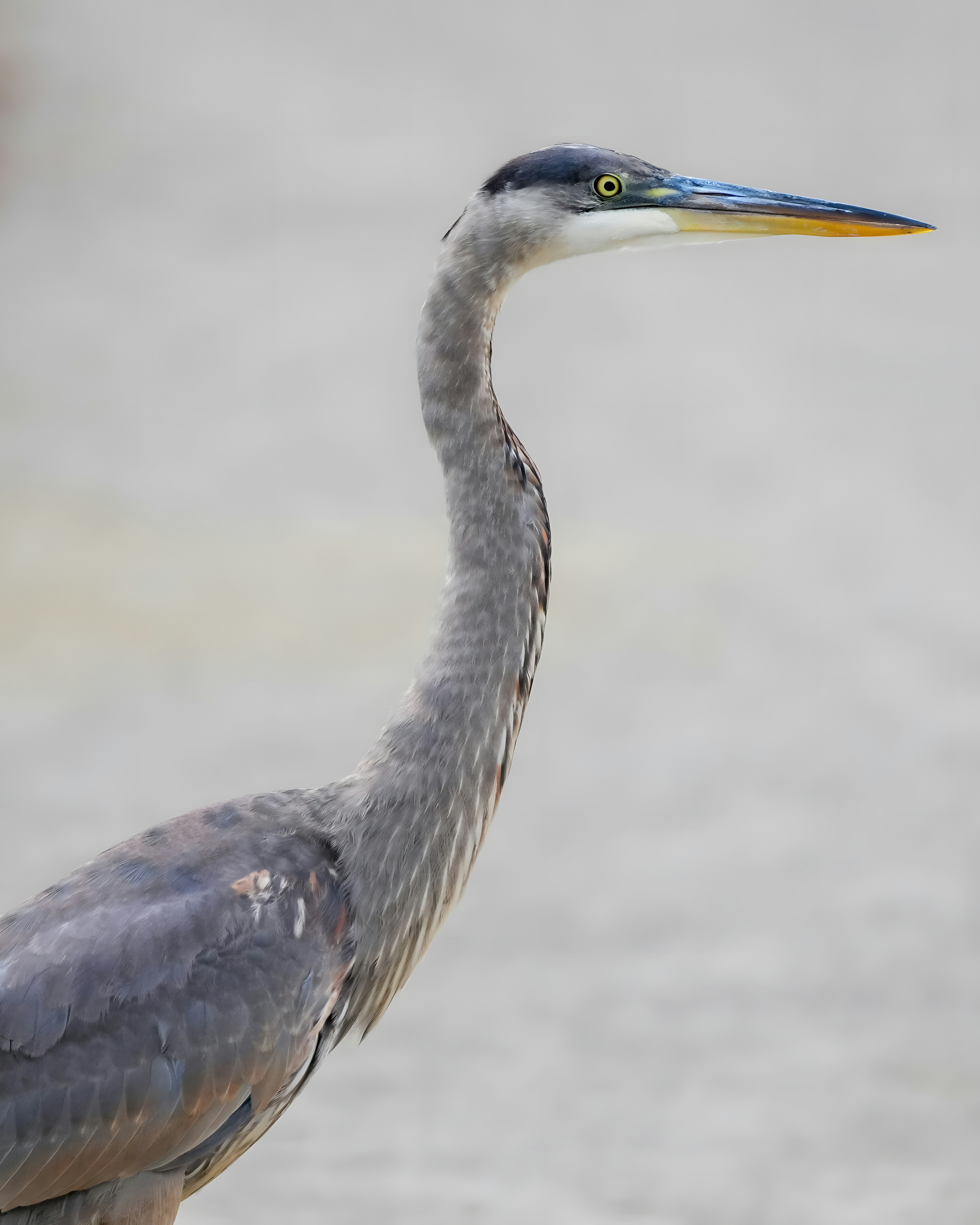A bird with a long neck and a long neck