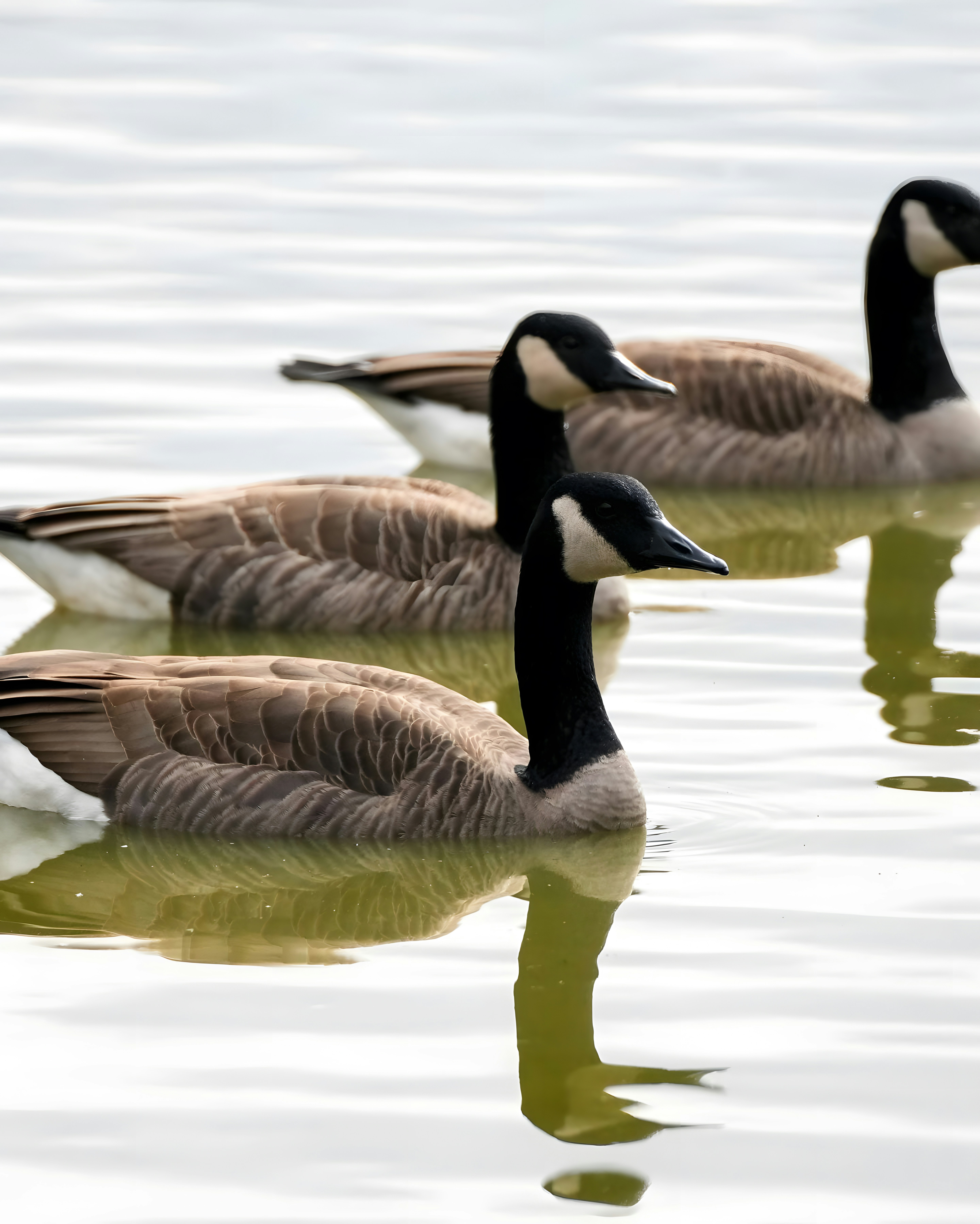 Photo by damiencampbell