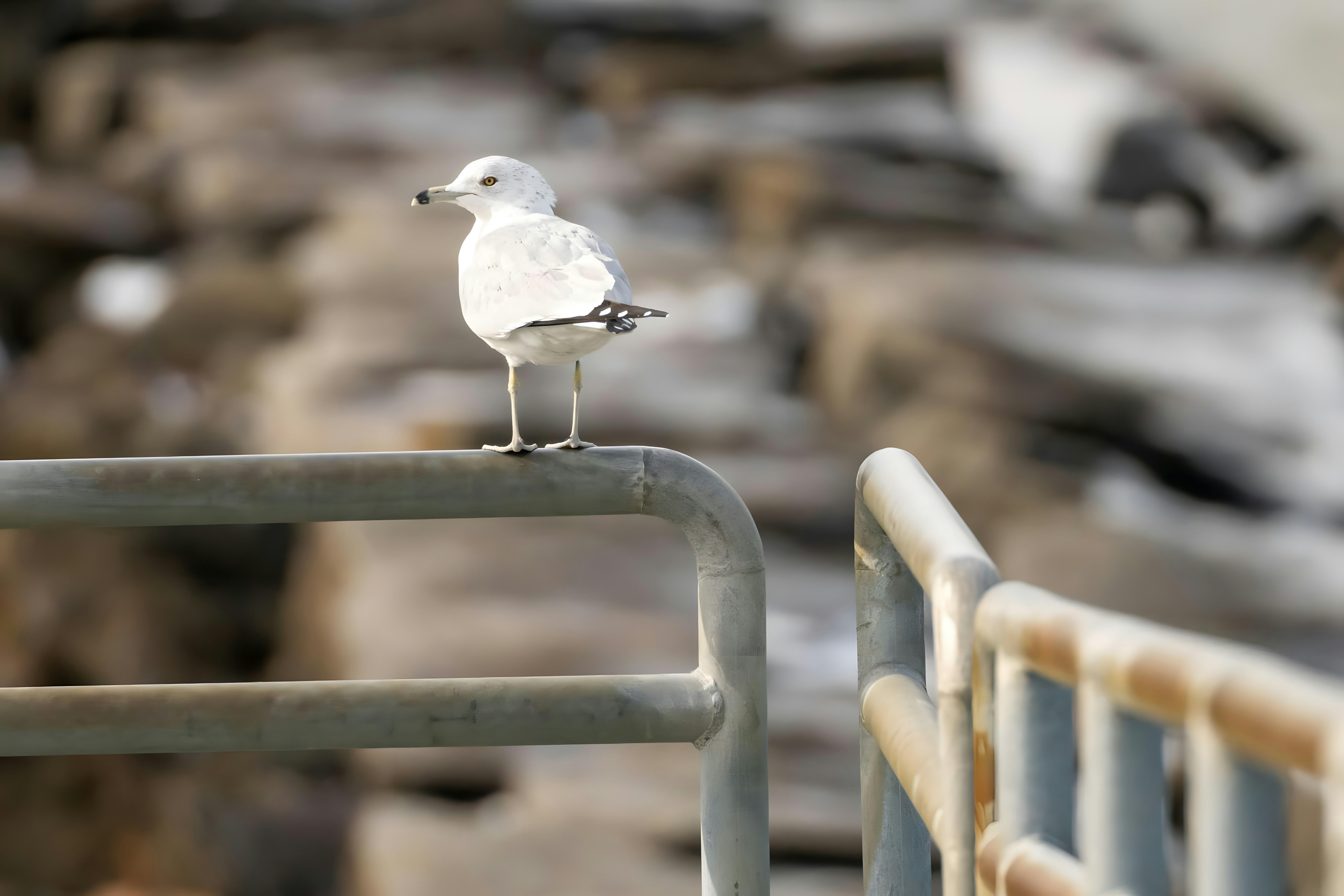 Photo by damiencampbell