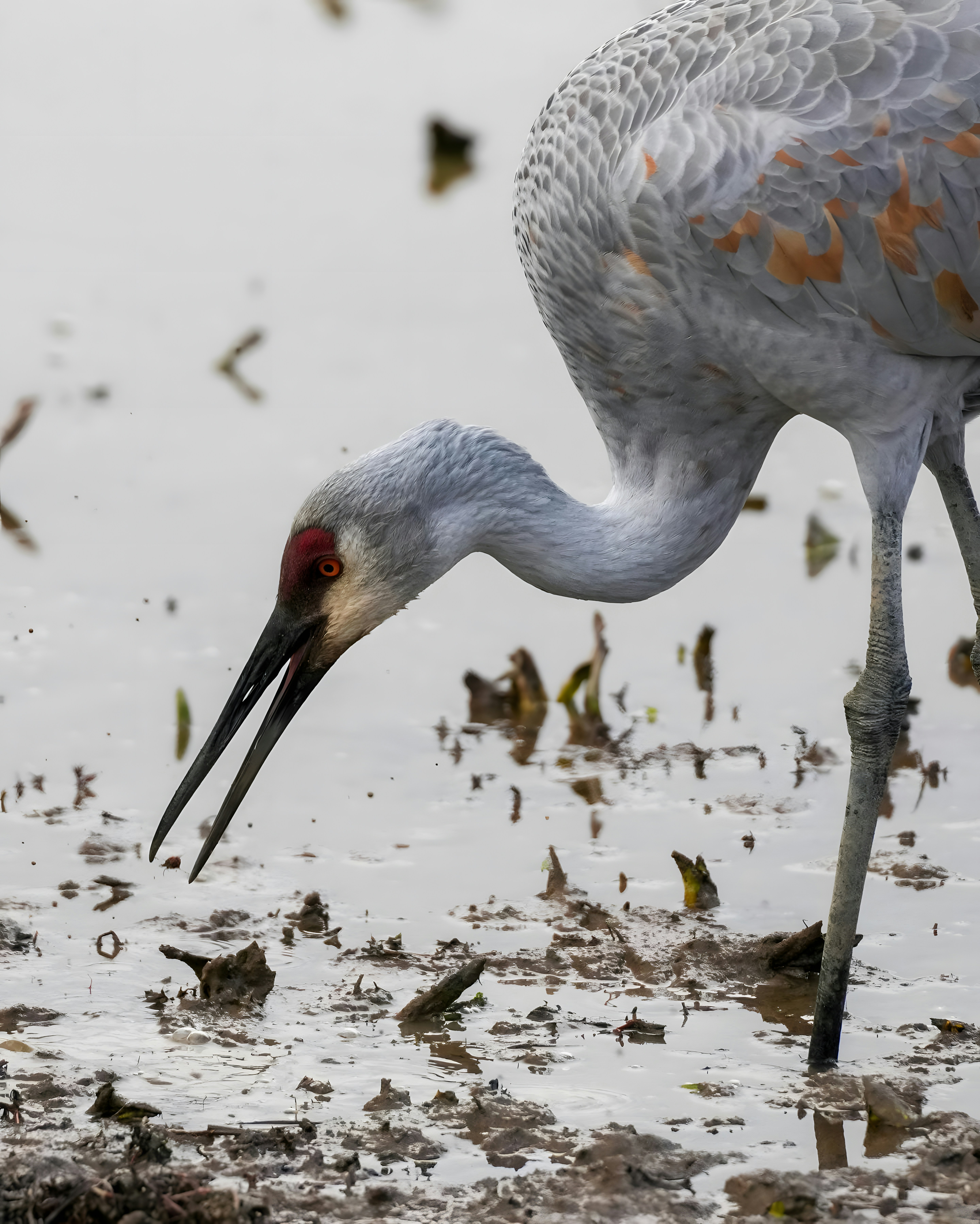 A bird with a long beak standing in the water