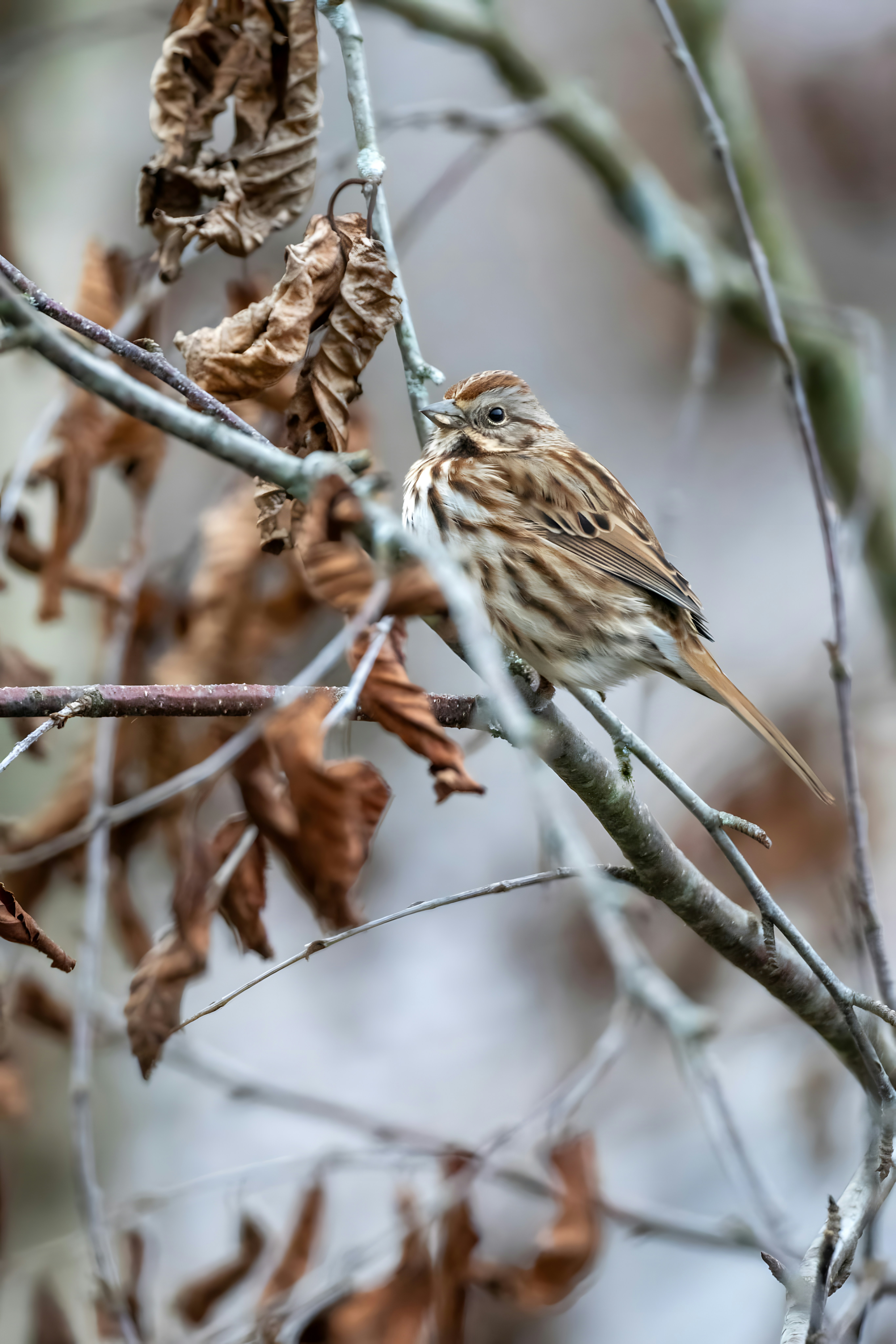 Photo by damiencampbell