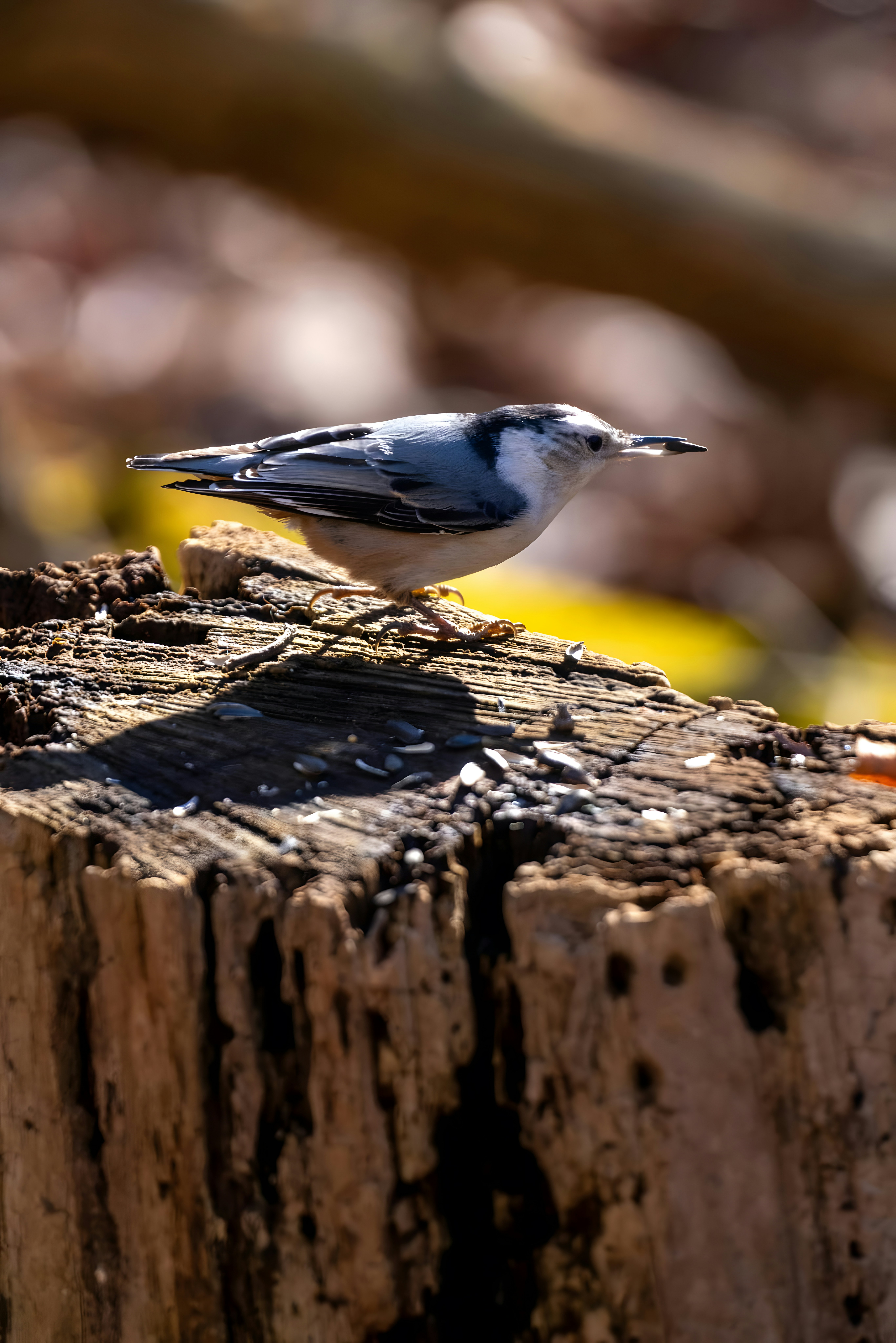 Photo by damiencampbell