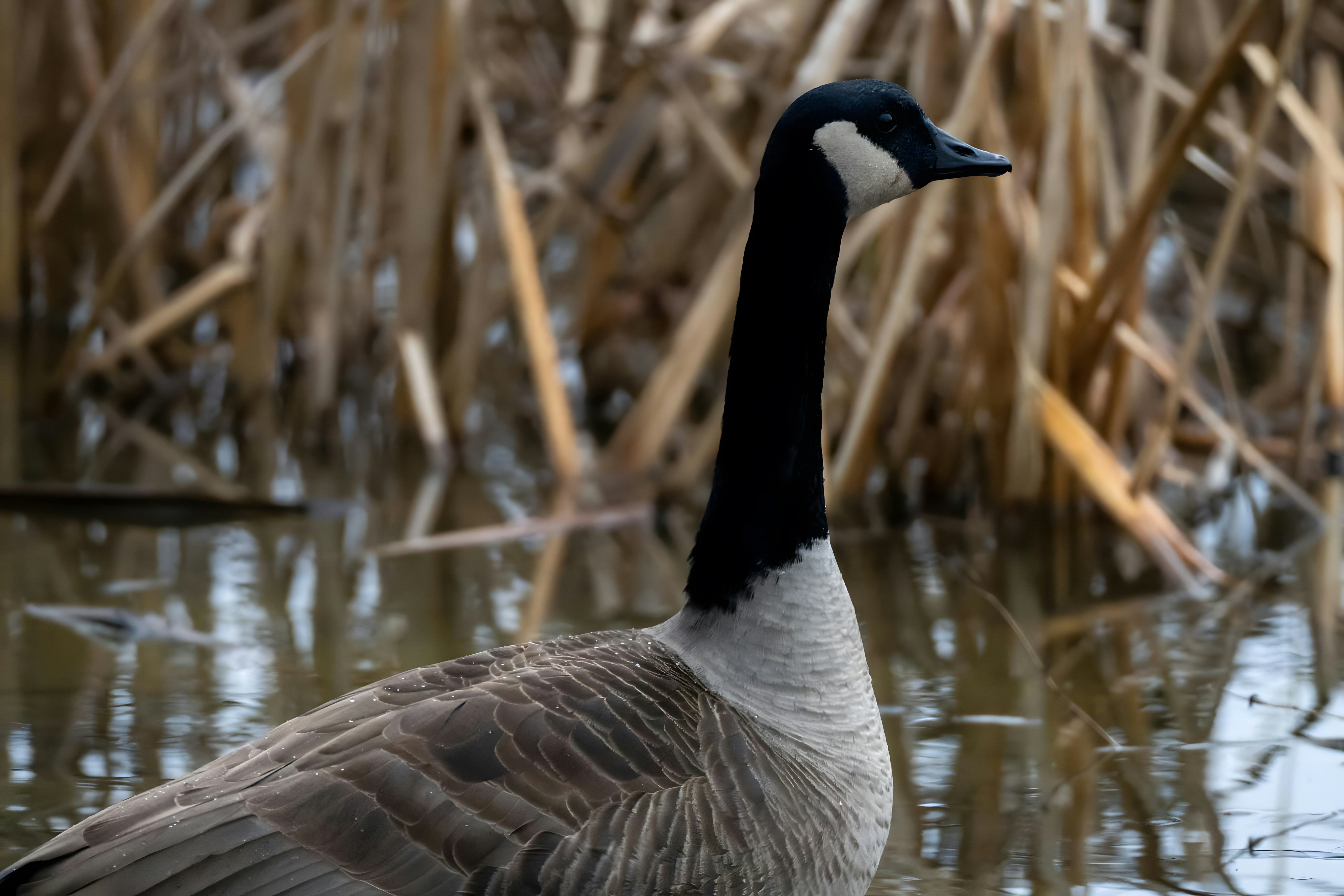 Photo by damiencampbell