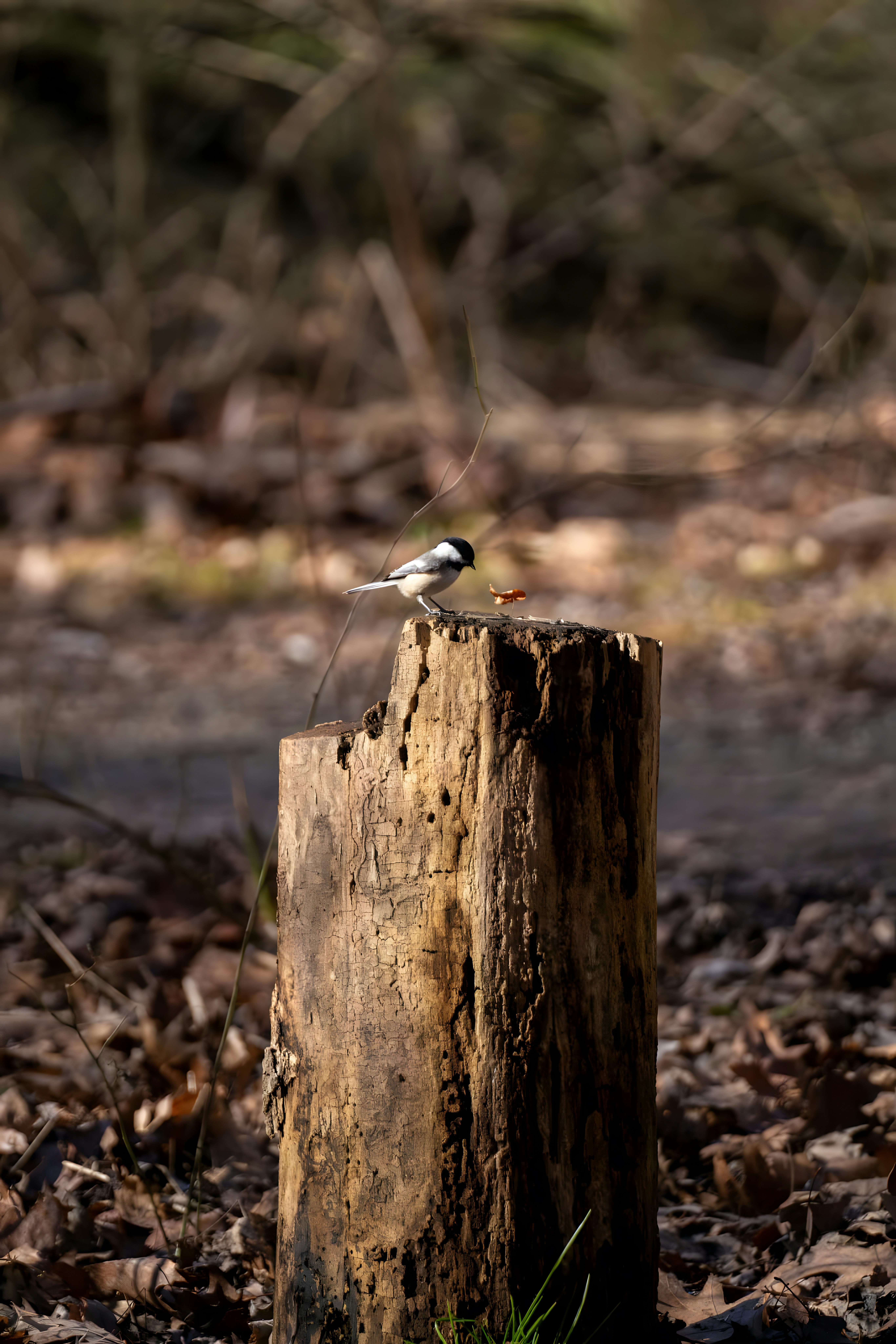 A small bird sitting on top of a tree stump