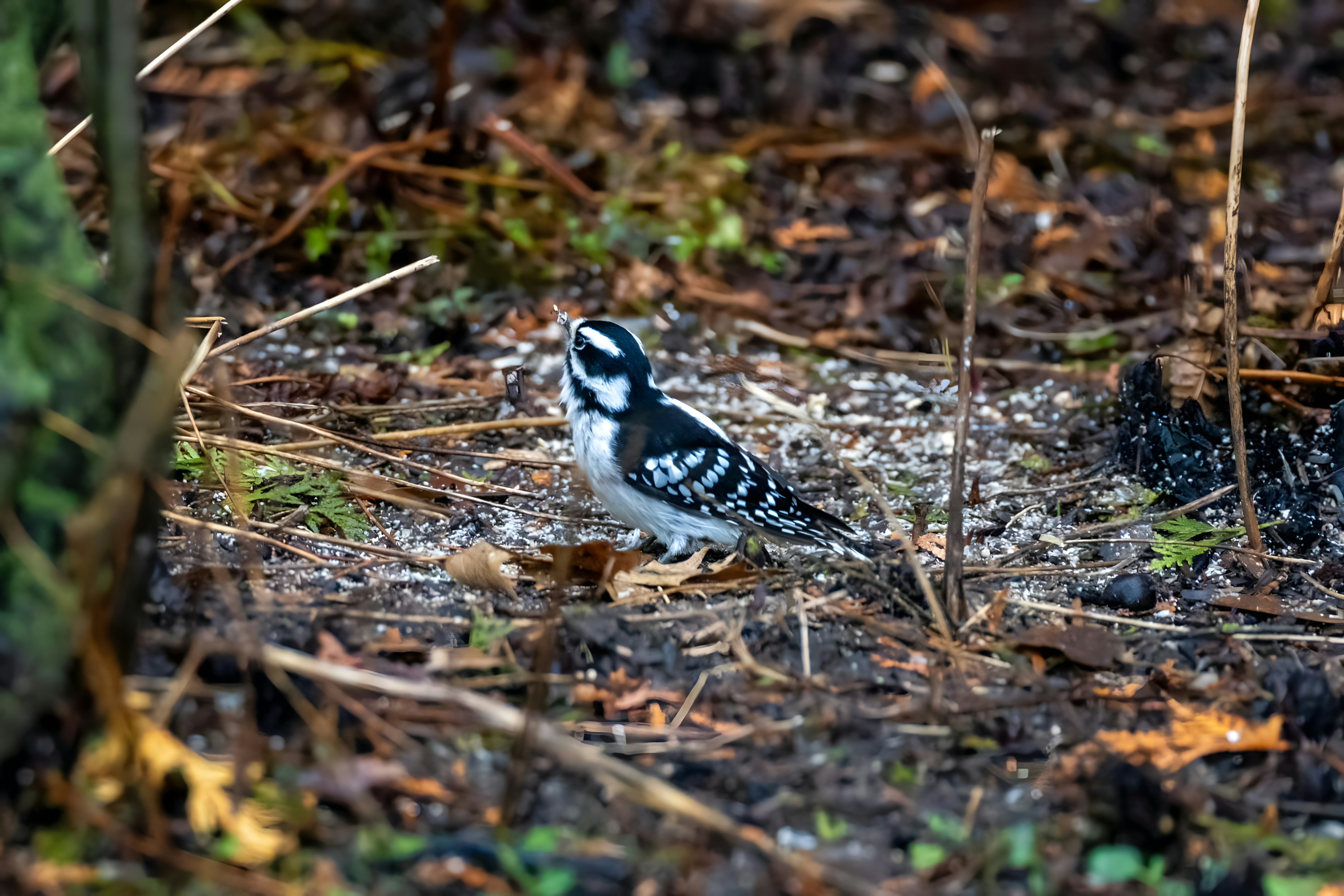 A small bird standing on the ground in the woods