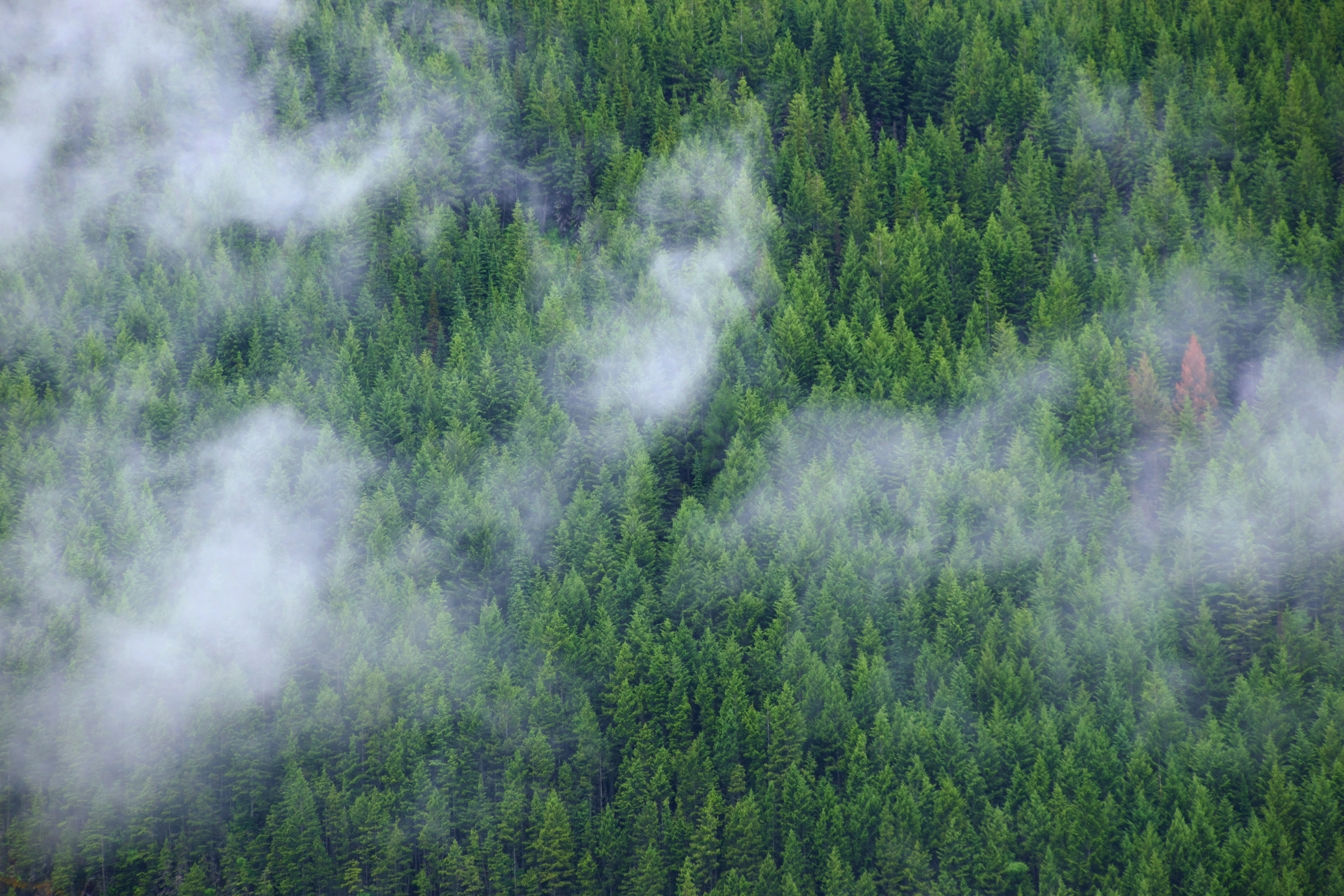 Photo by josswoodhead