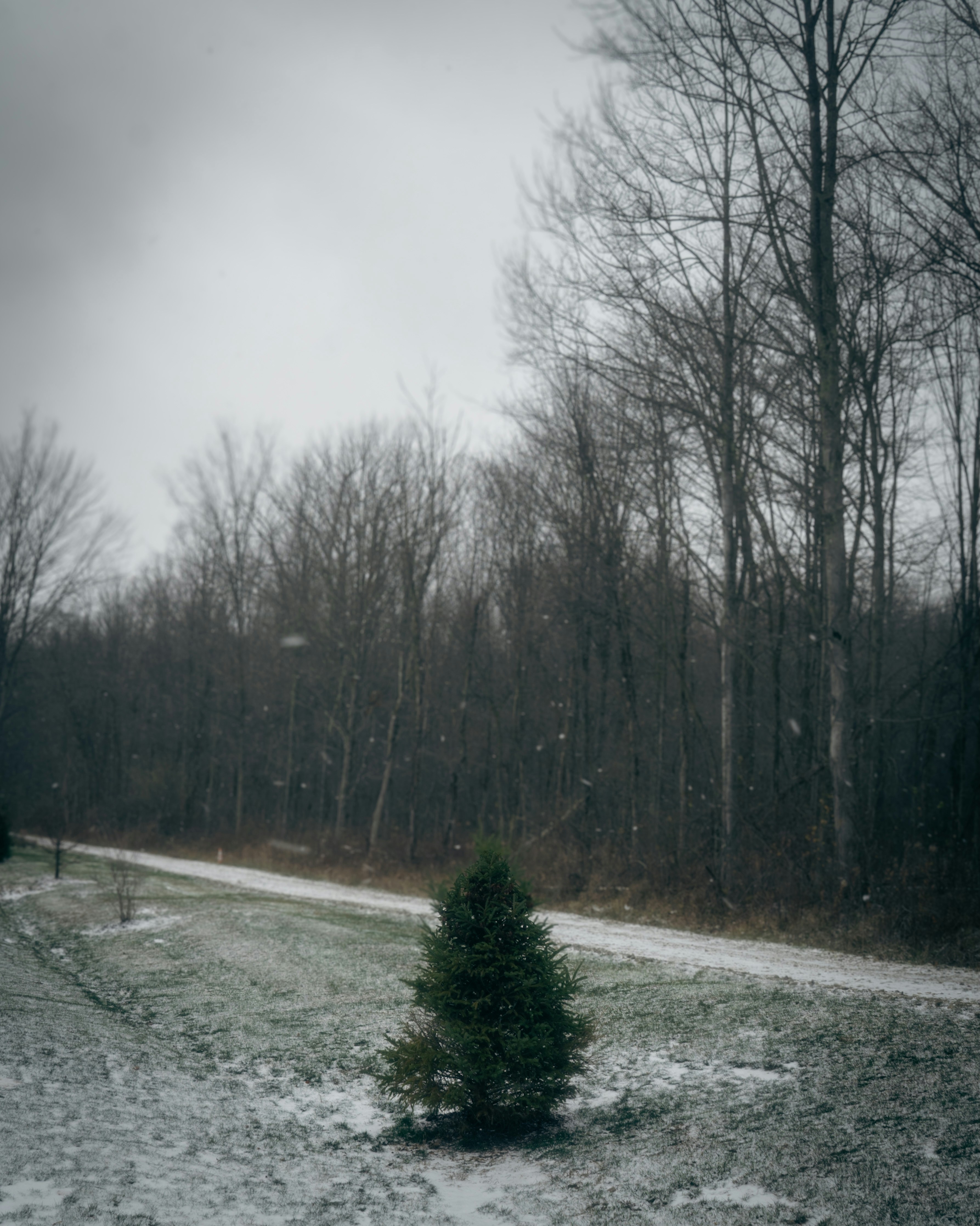 Un piccolo albero nel mezzo di un campo innevato