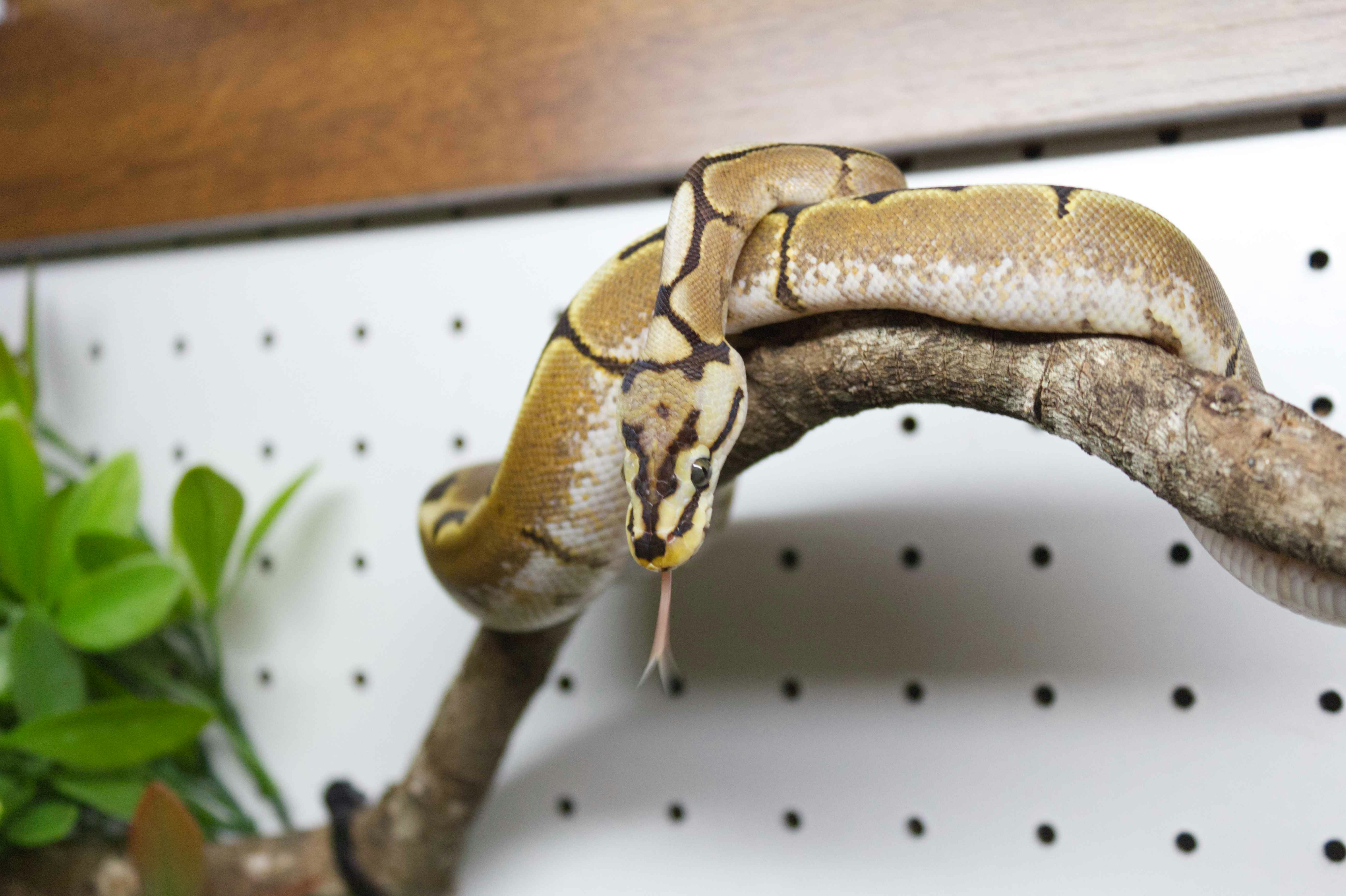 ZaZoo Reptiles's image