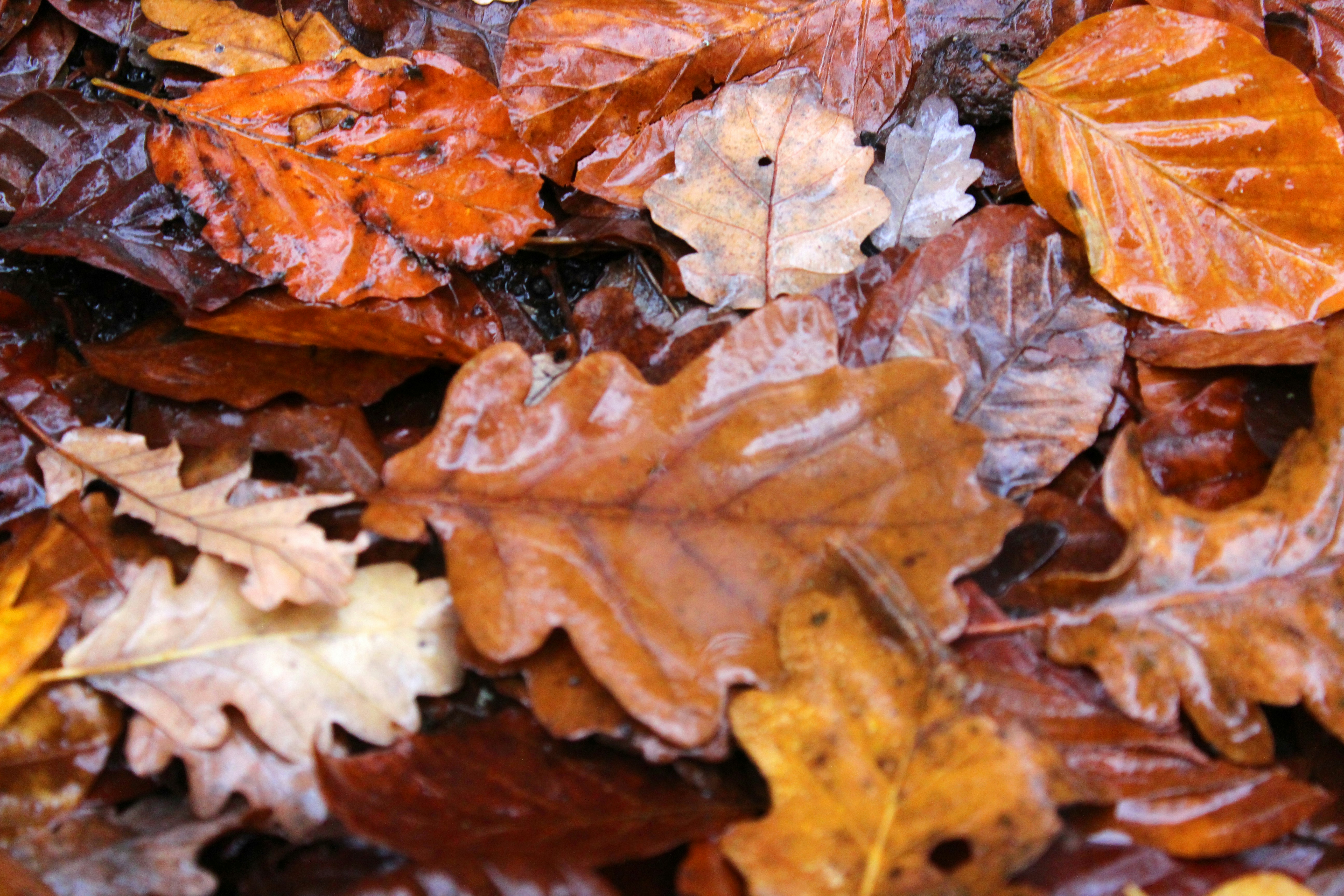 Uma pilha de folhas marrons e amarelas no chão