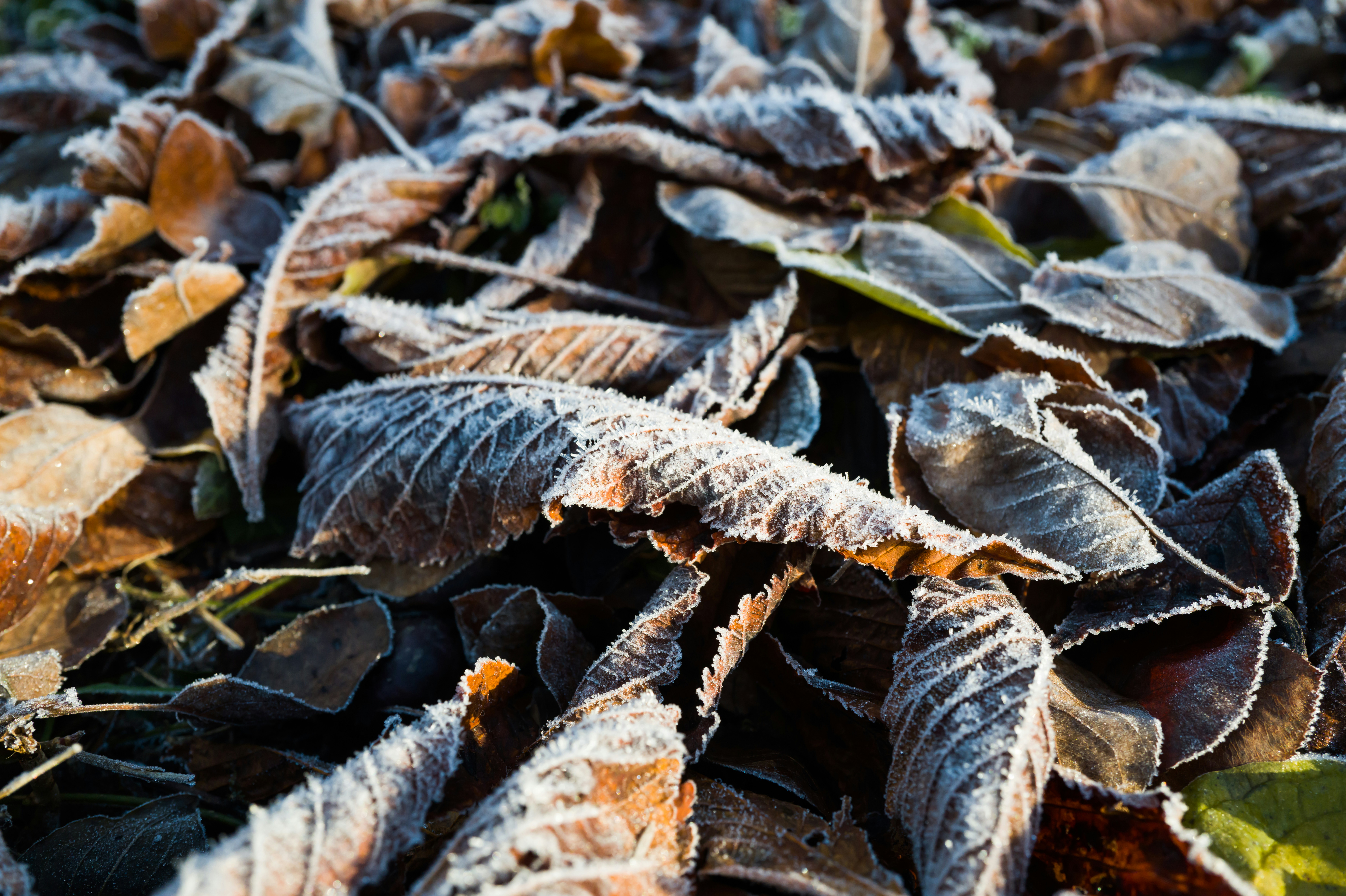 Photo by georgeiermann