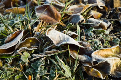 A bunch of leaves that are sitting in the grass