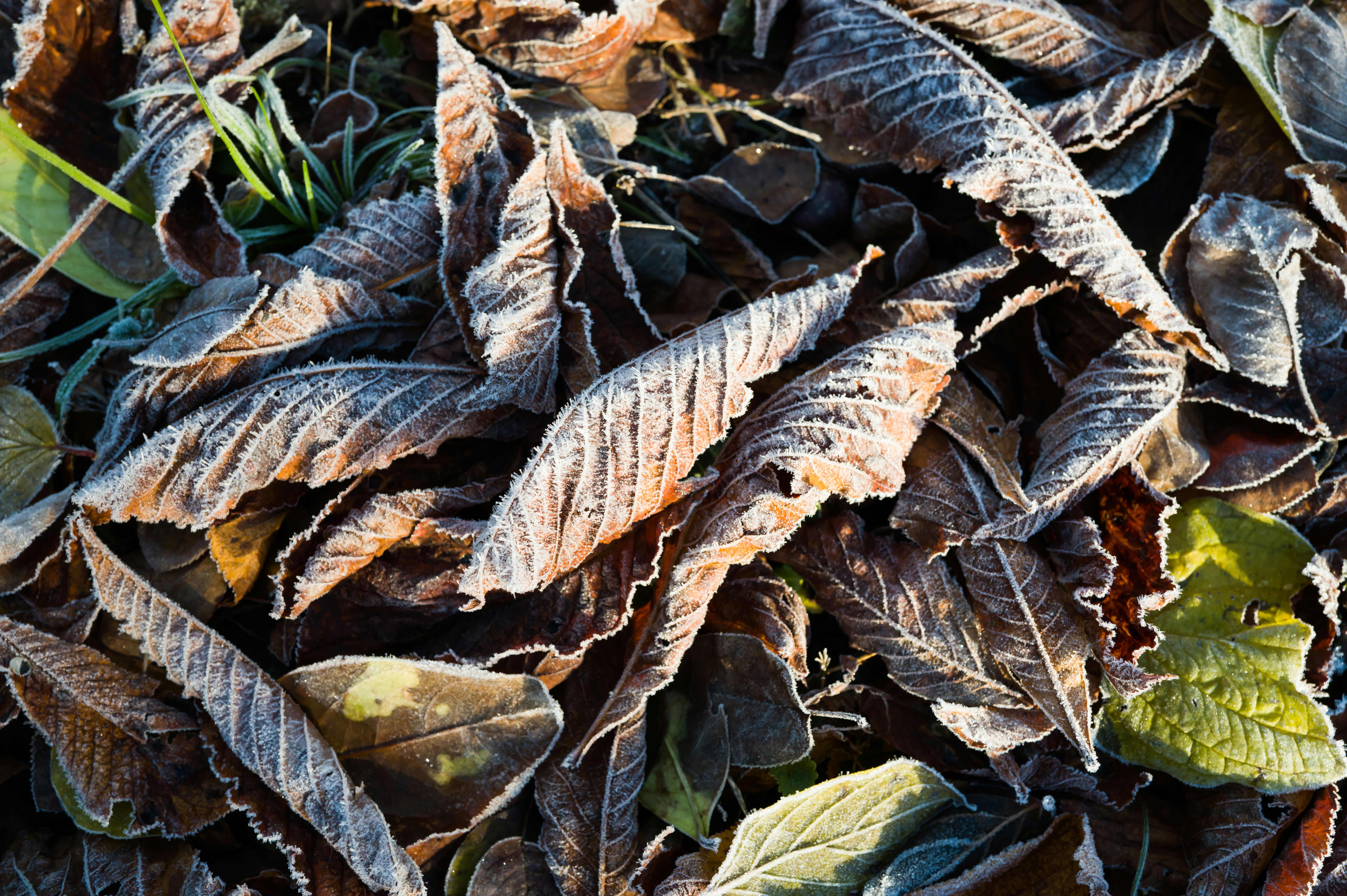 Photo by georgeiermann