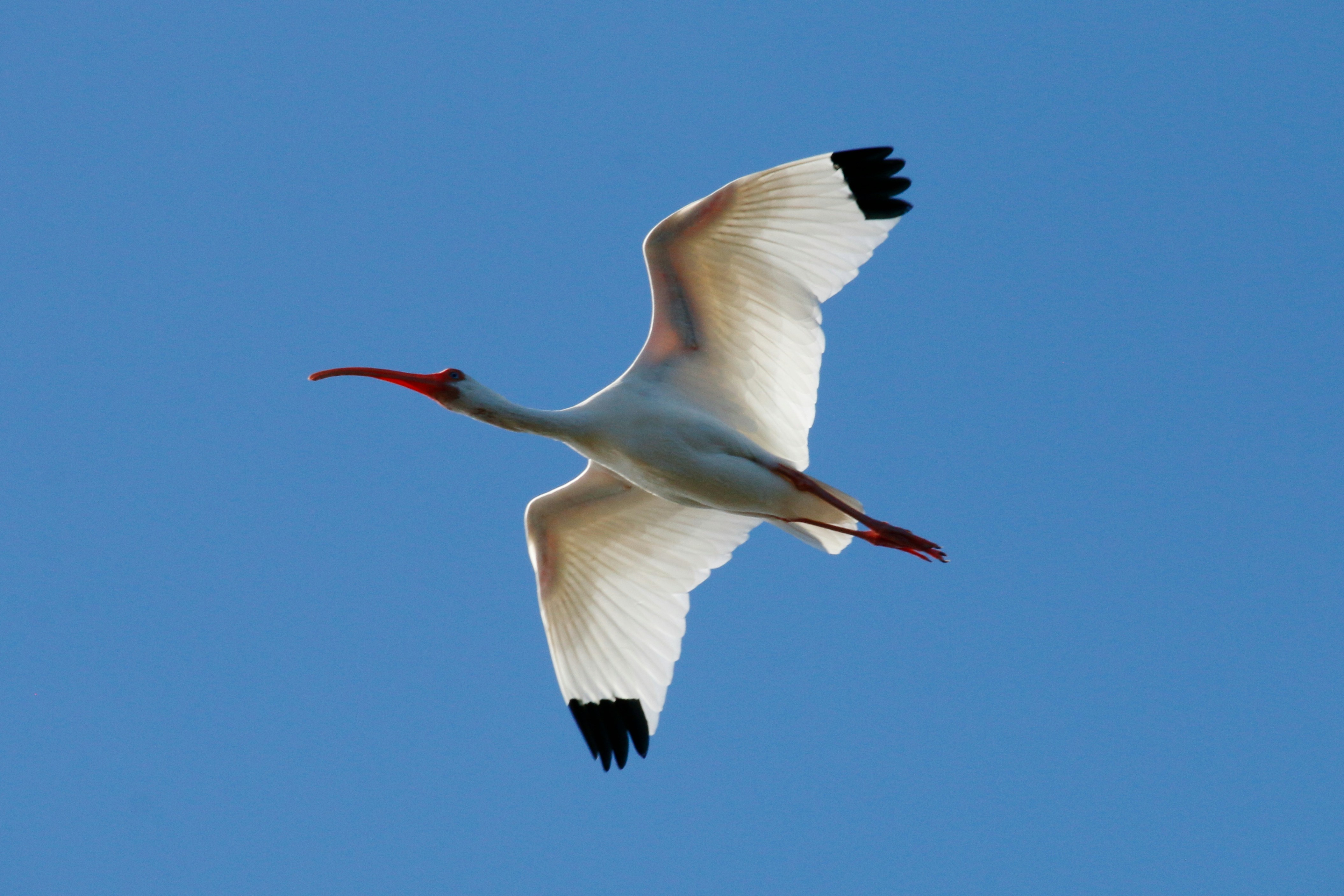 Photo by goldenplover31