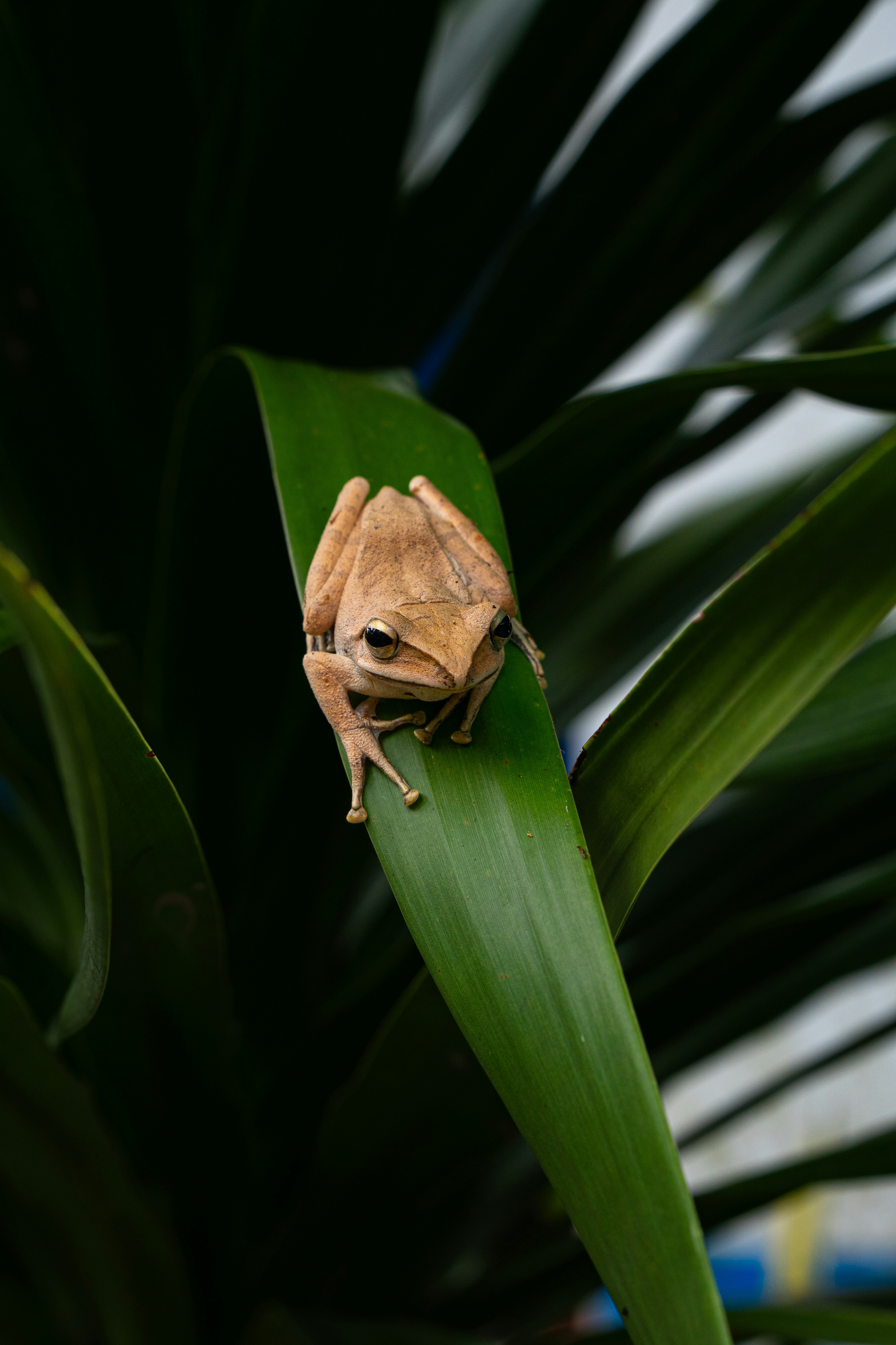 A brown frog sitting on top of a green leaf