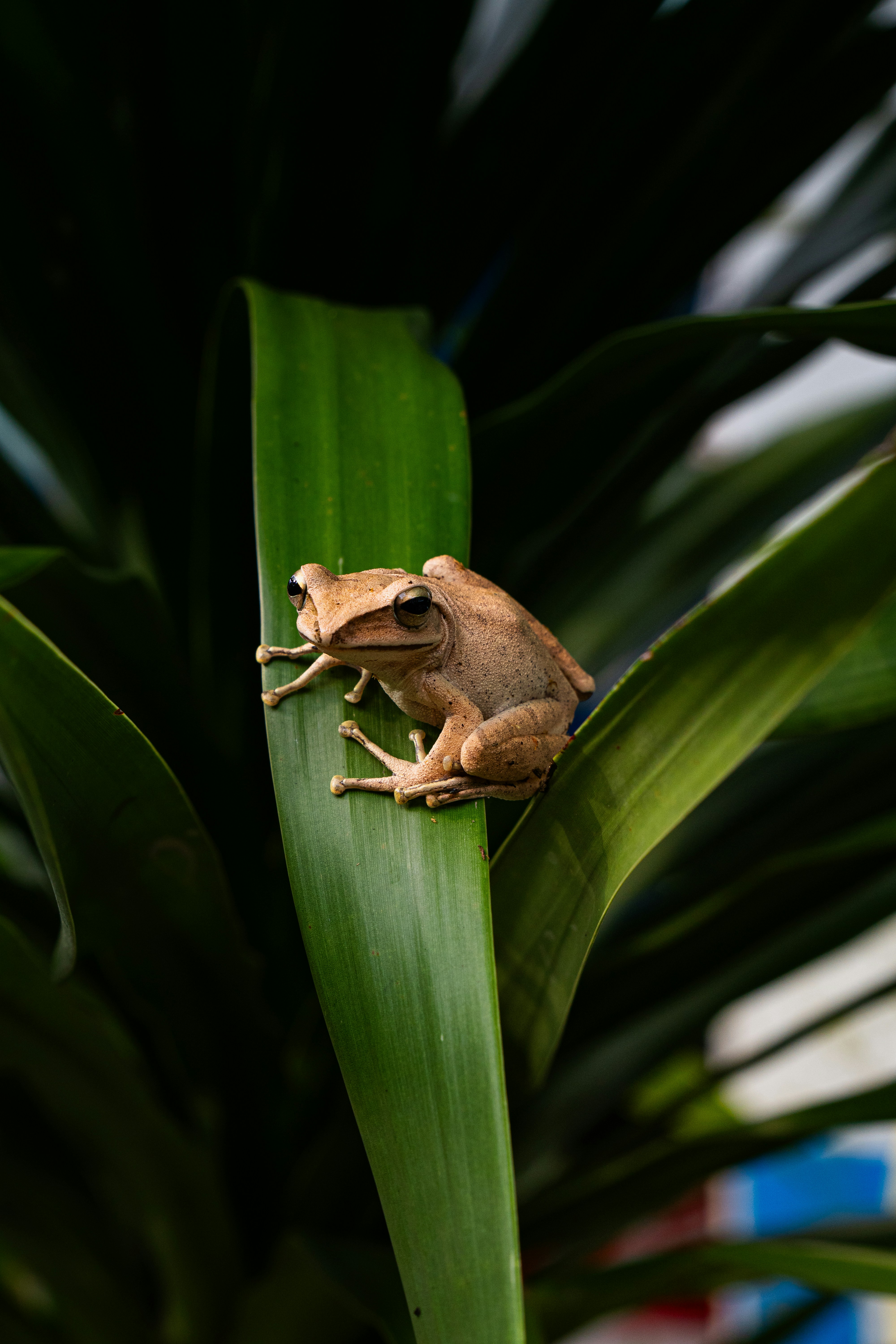 A frog sitting on top of a green leaf