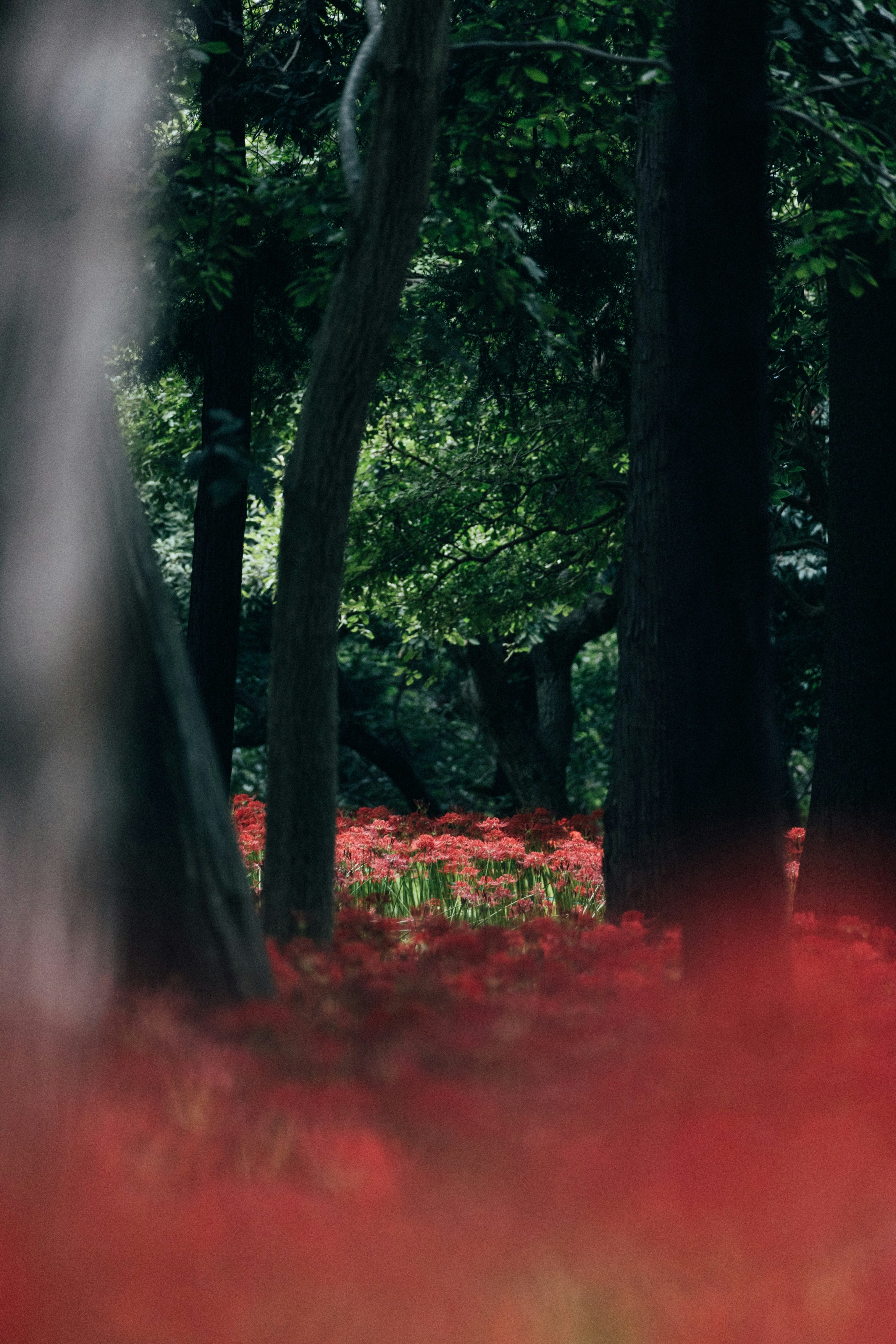 Photo by tsuyoshikozu