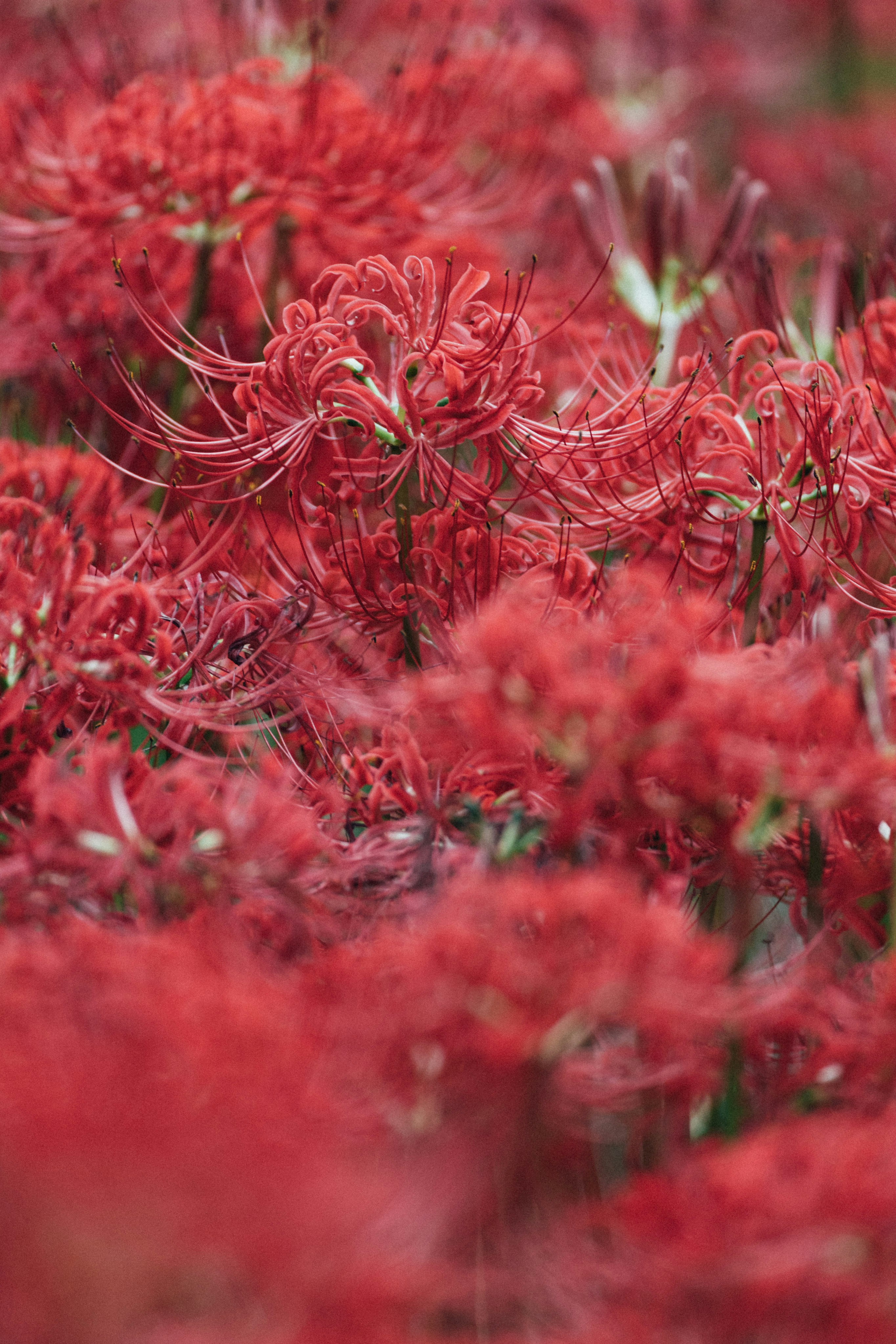 Photo by tsuyoshikozu