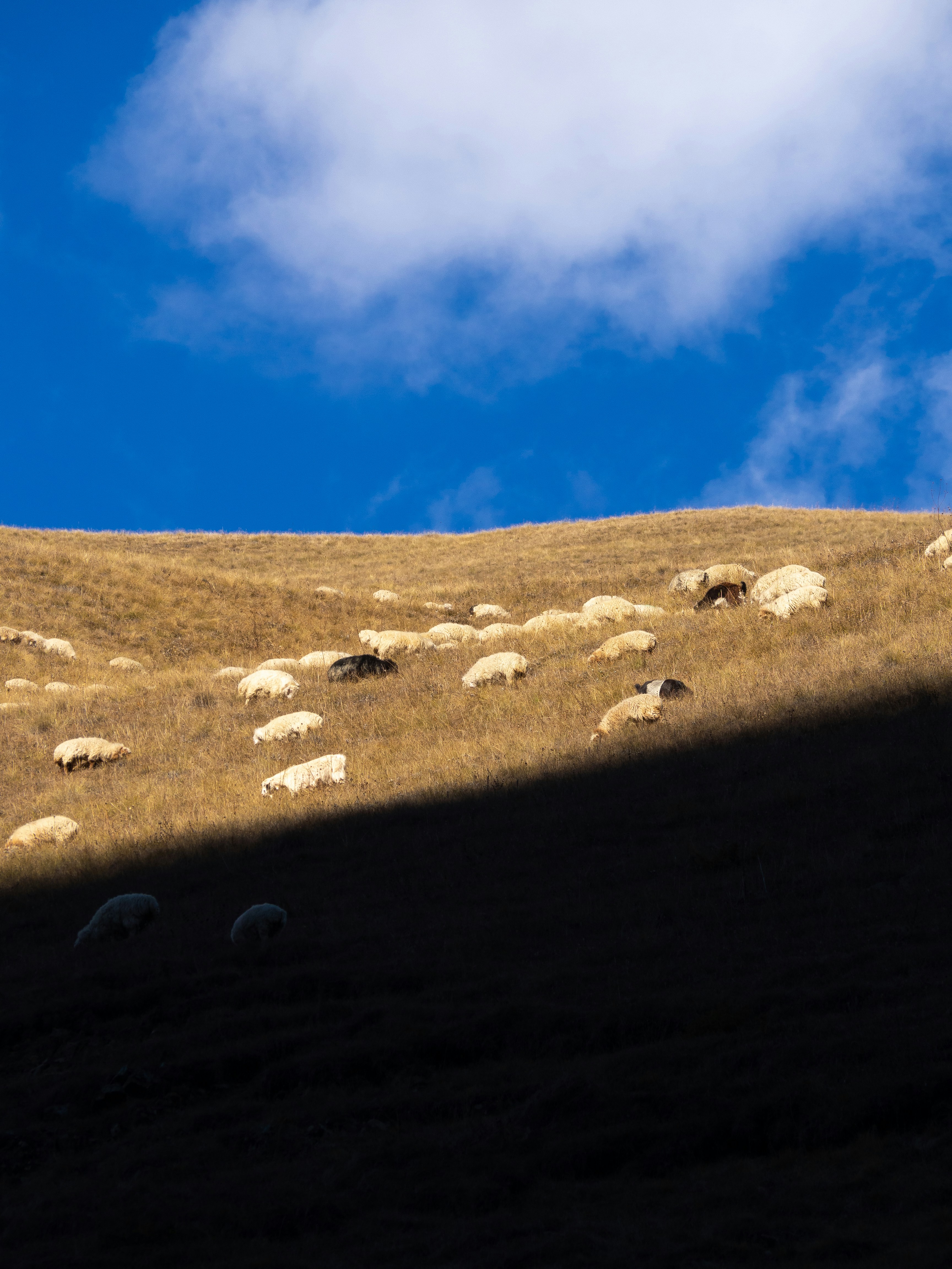 A herd of sheep standing on top of a grass covered hillside