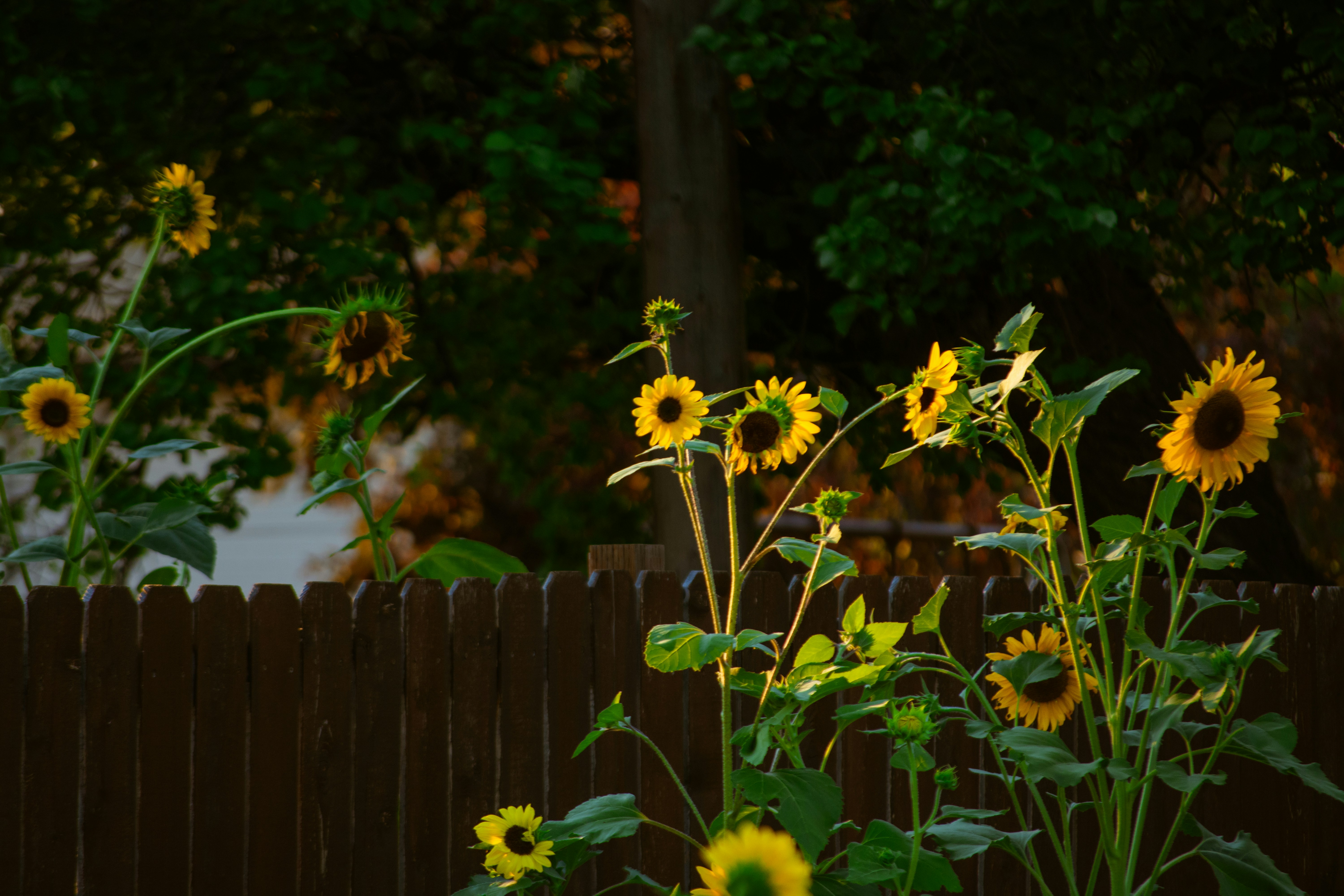 Photo by coconuthead