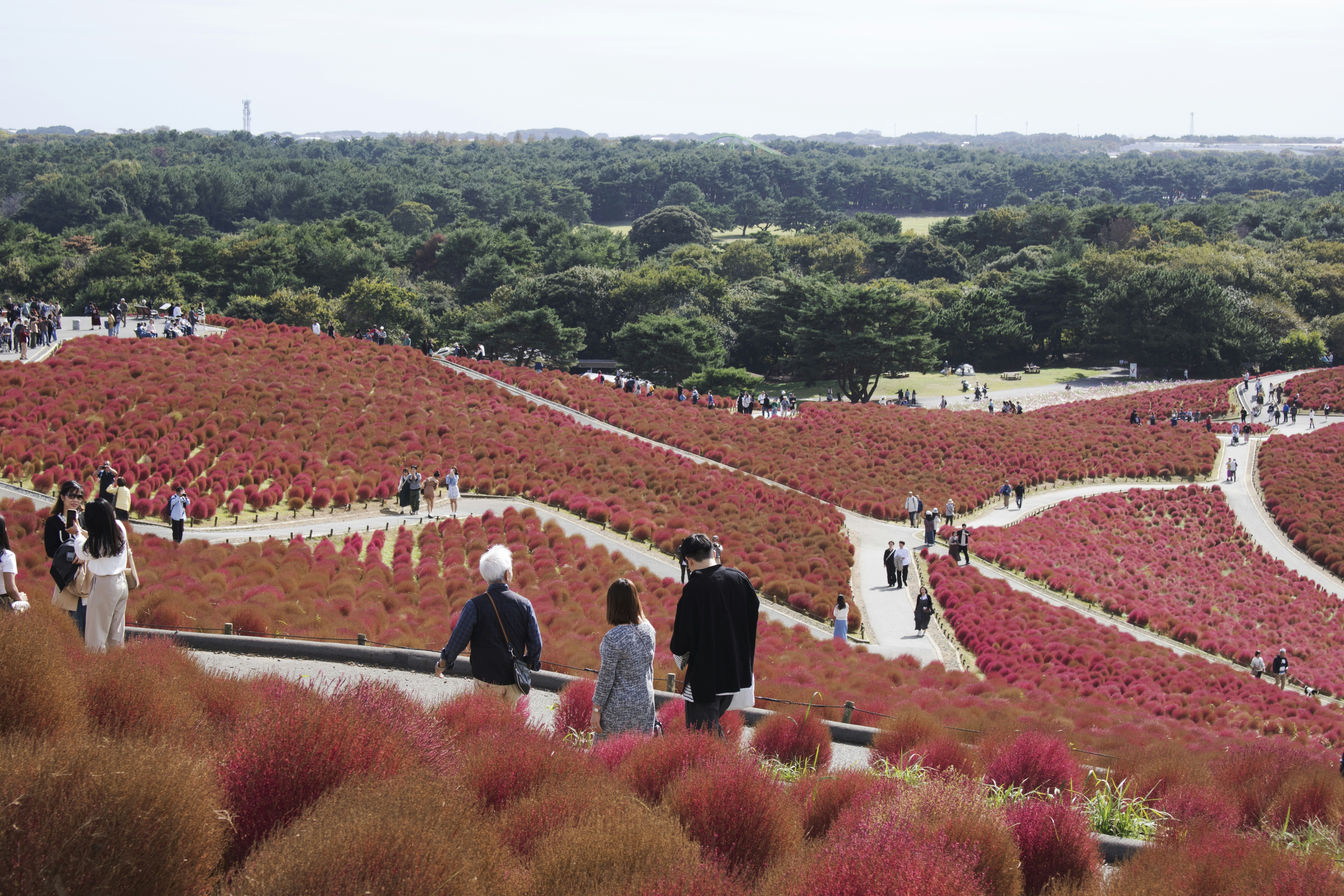 A group of people standing on top of a lush green field