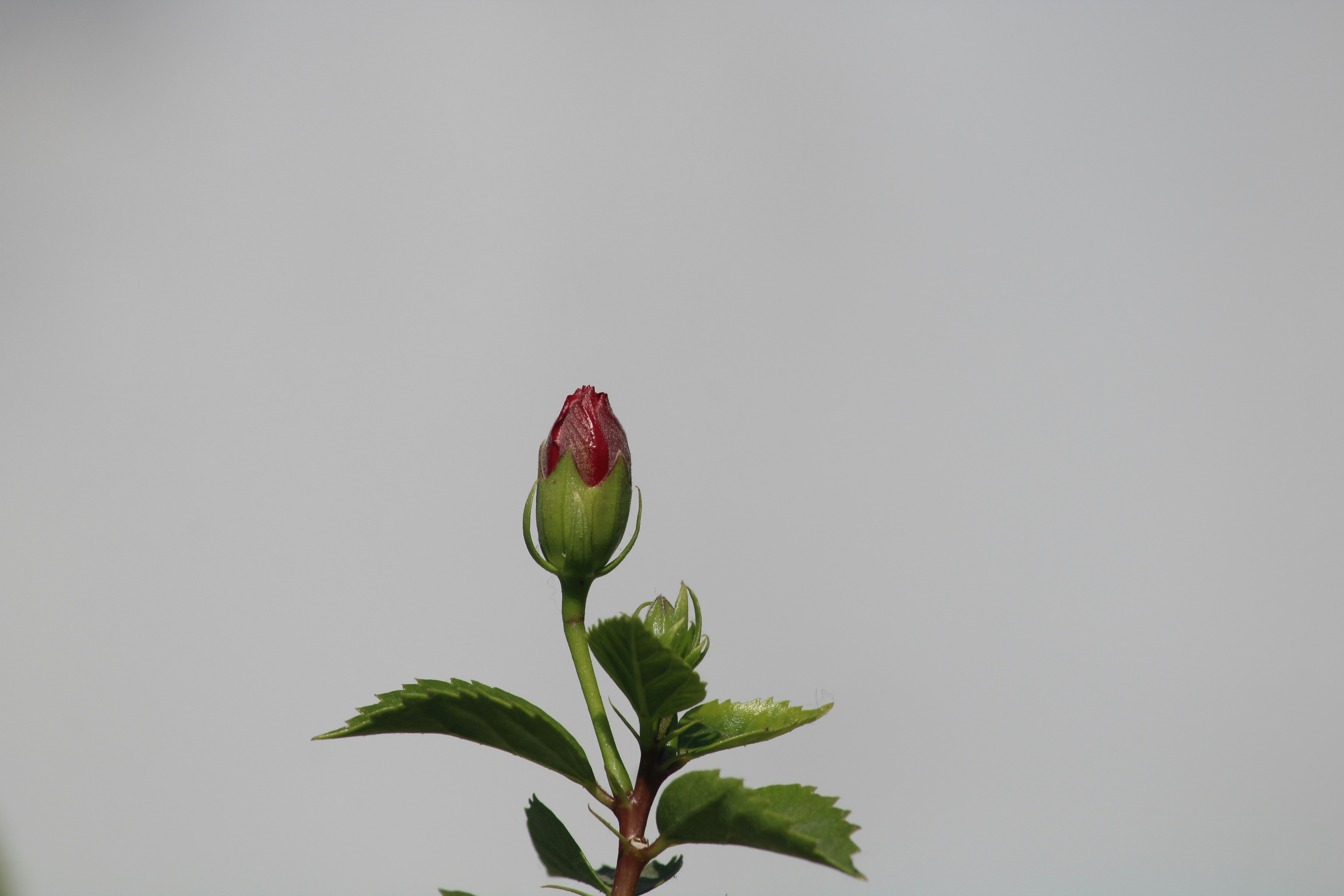 Photo by apuravmanas