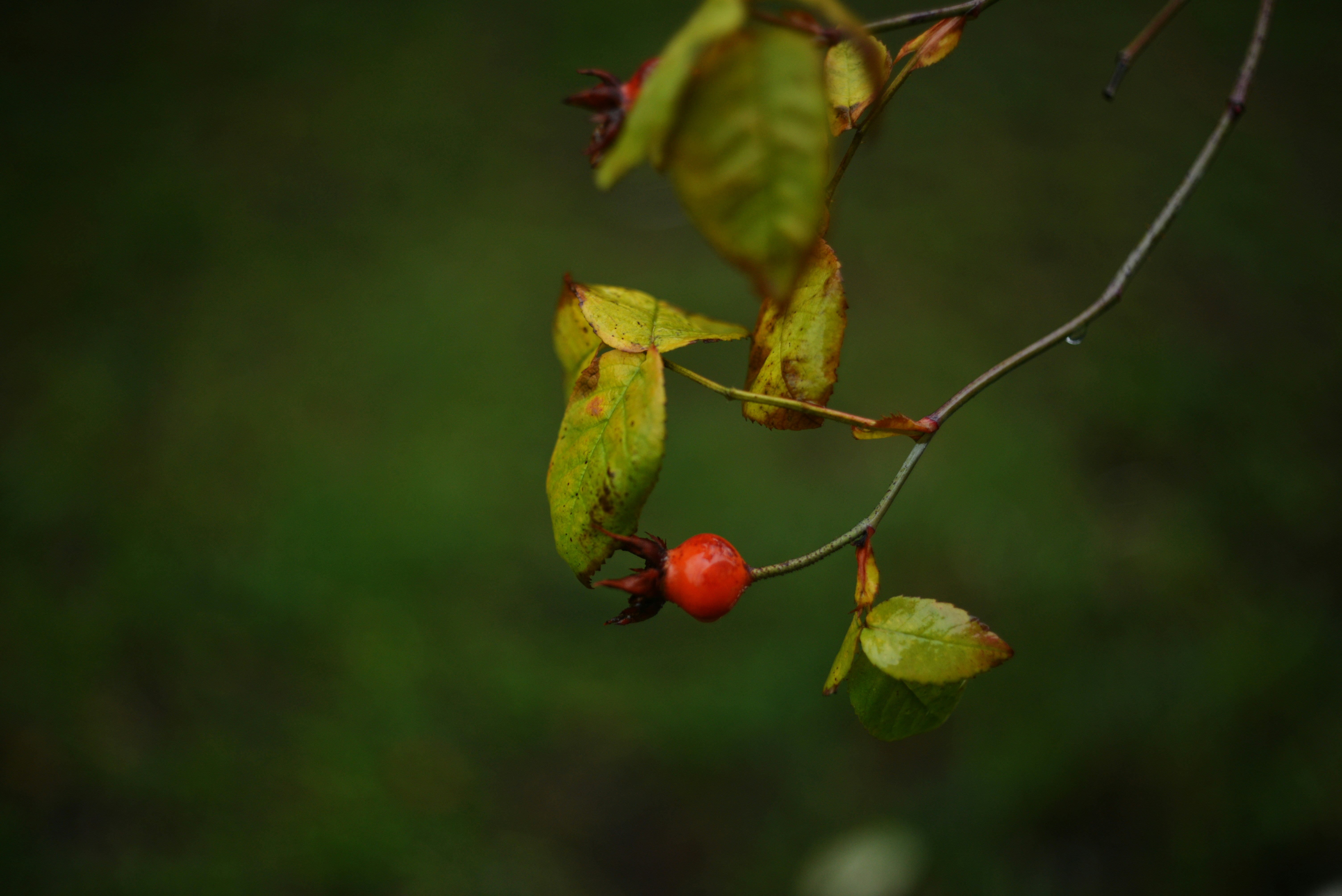 Photo by cherstve_pechivo