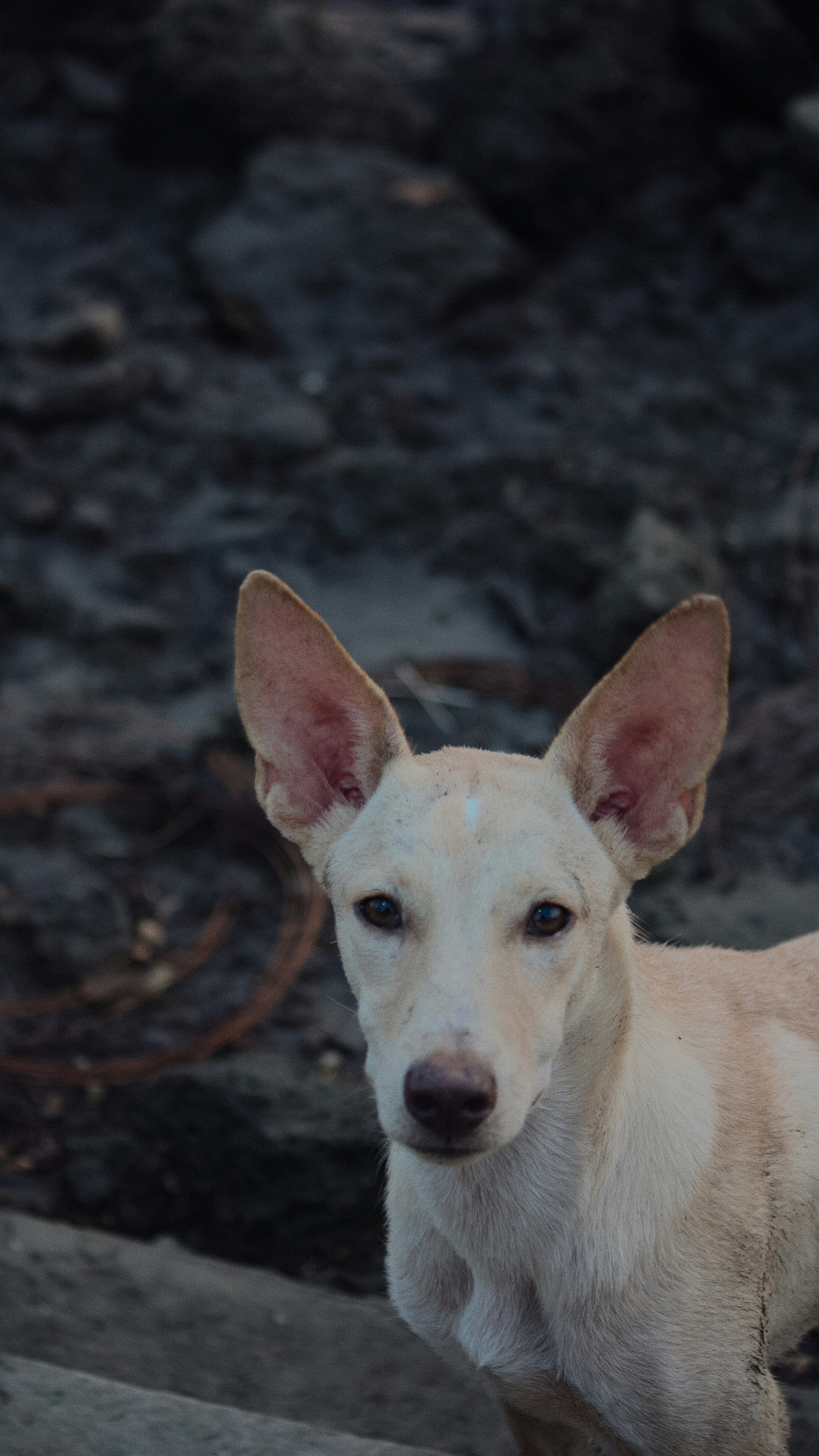 A white dog standing on top of a dirt field