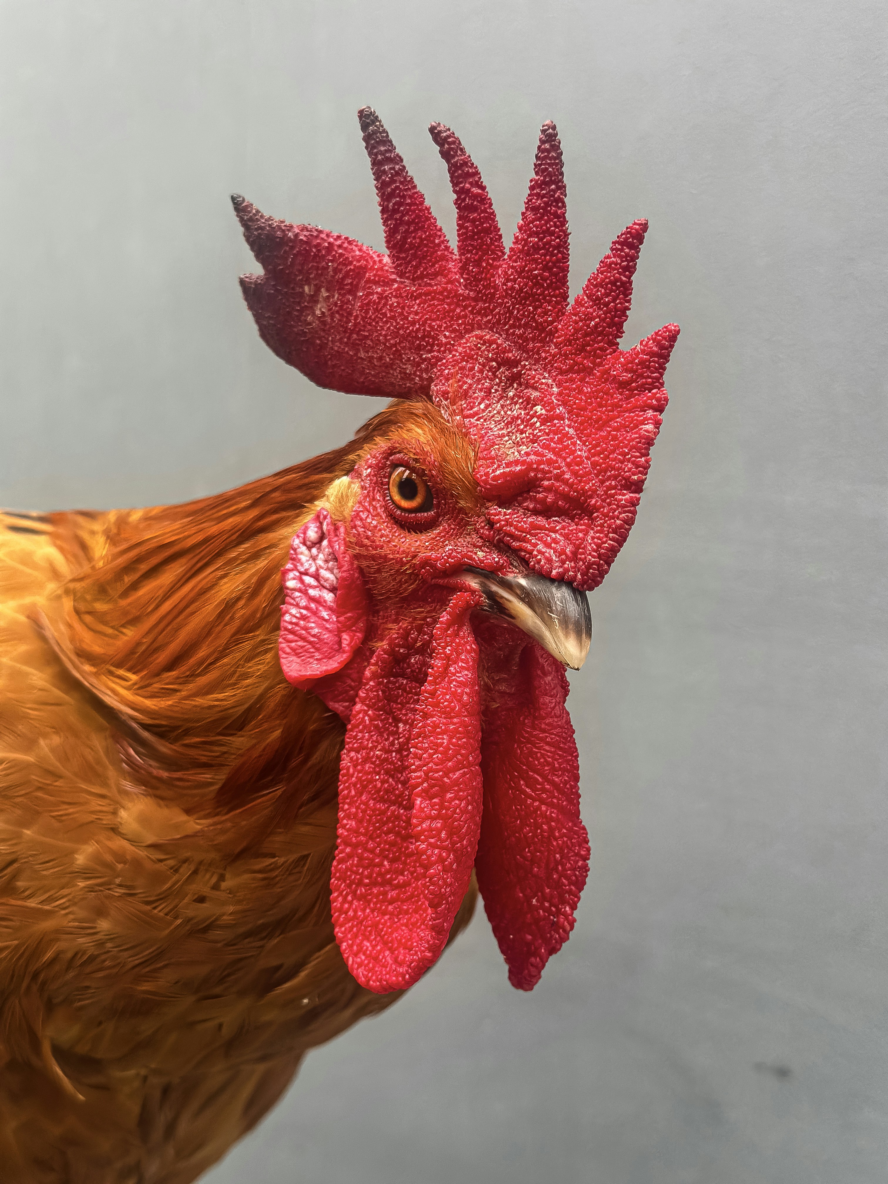 A close up of a rooster with a gray background