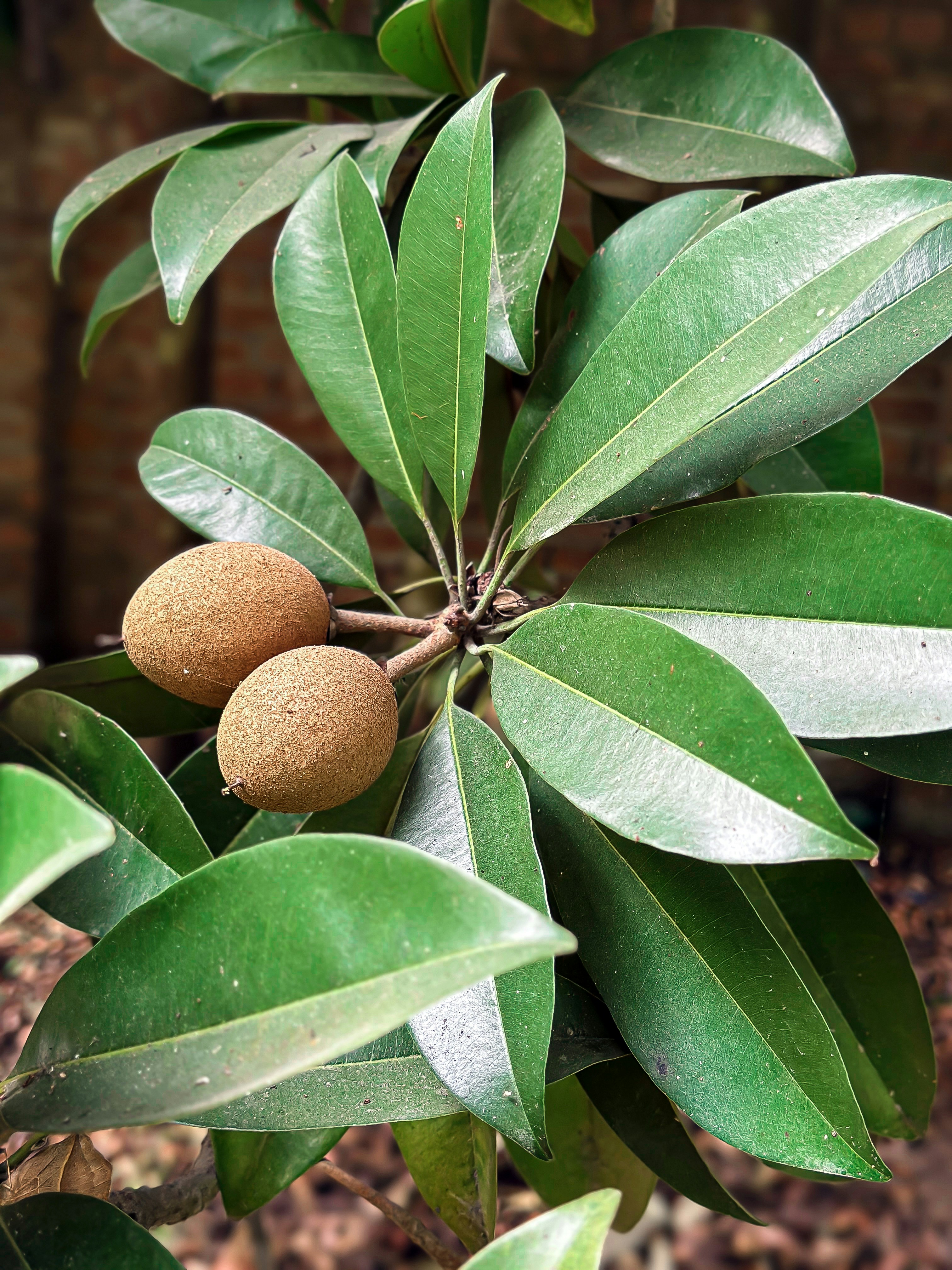 A close up of a tree with leaves and nuts