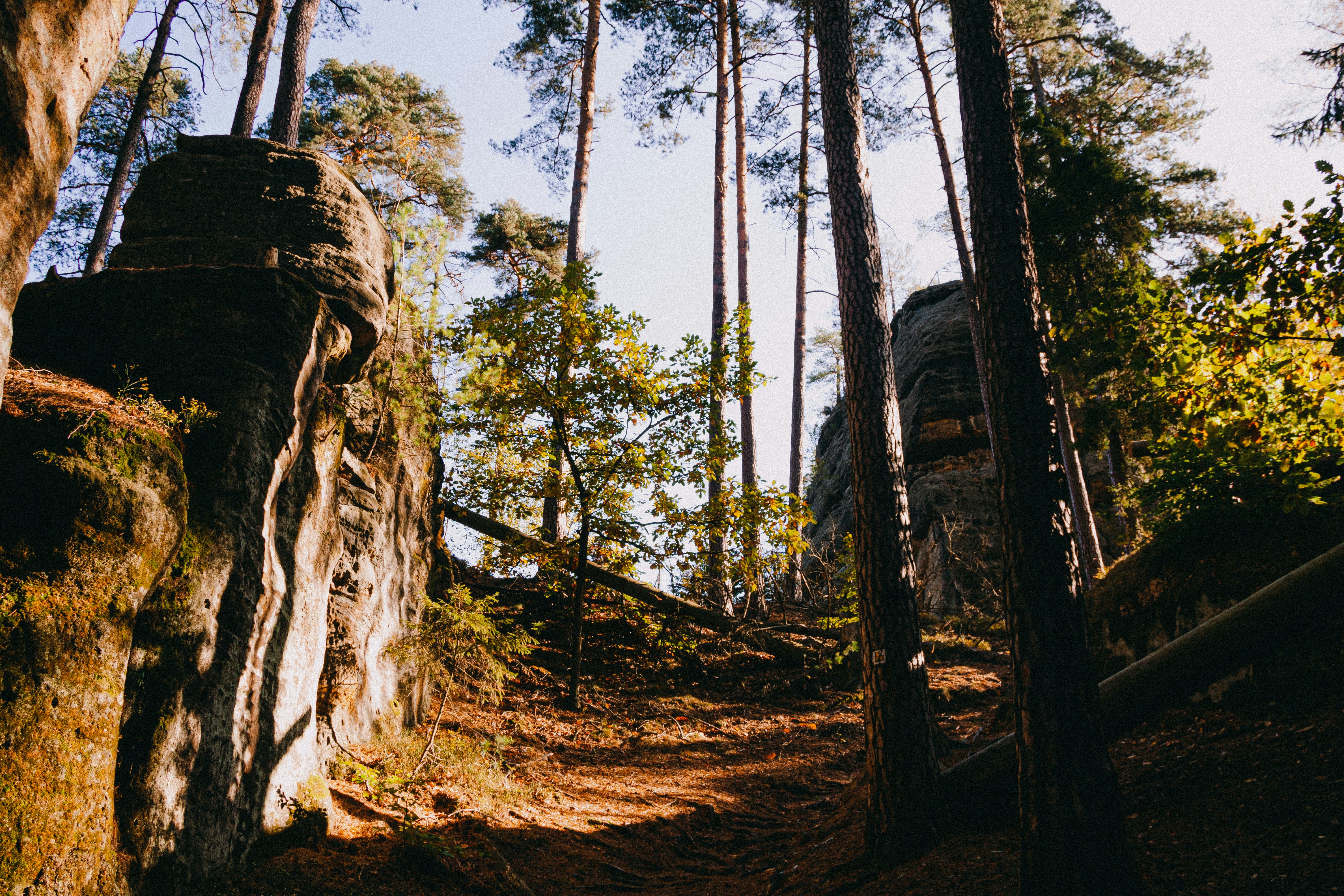 A dirt path in the middle of a forest