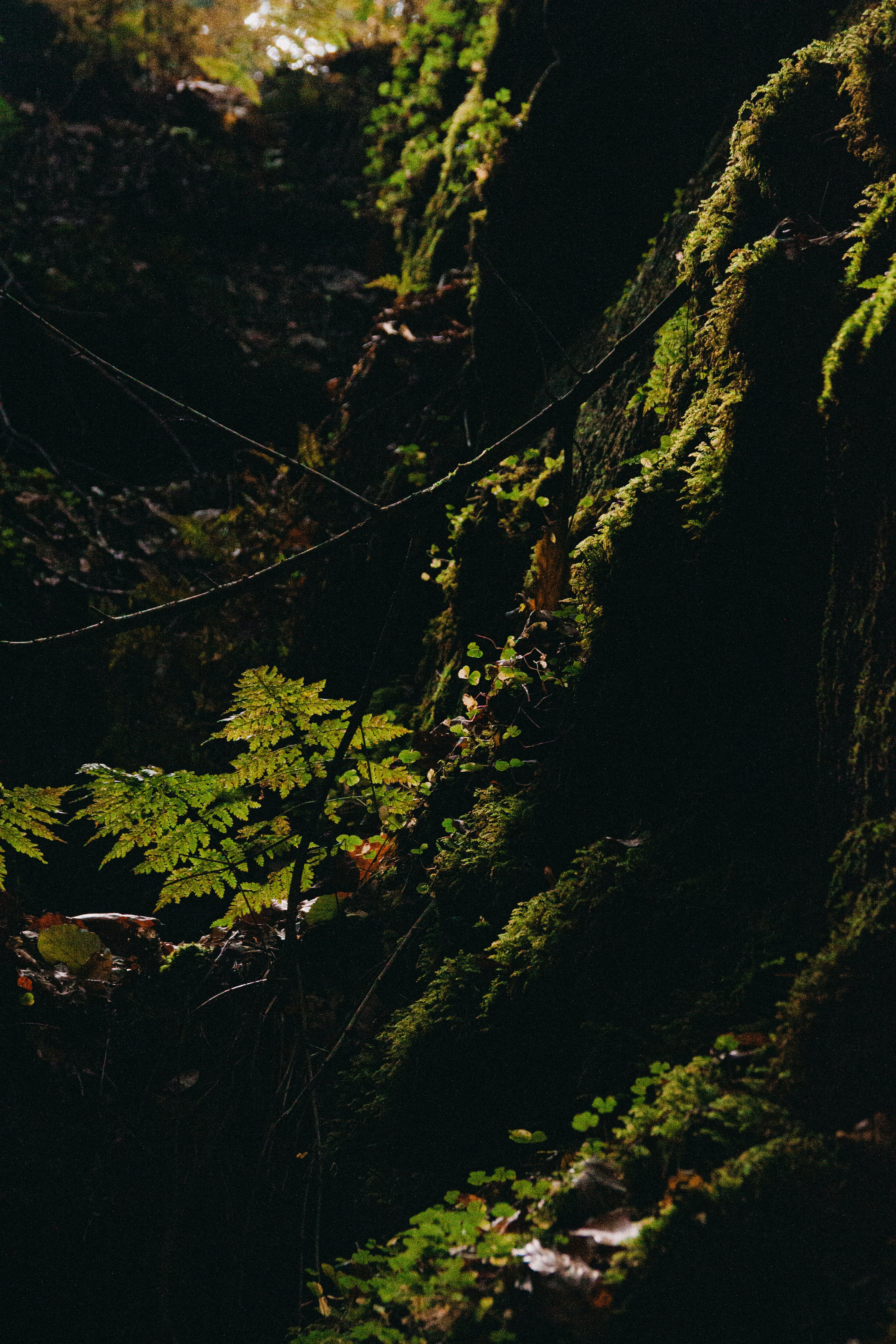A bear that is standing in the woods