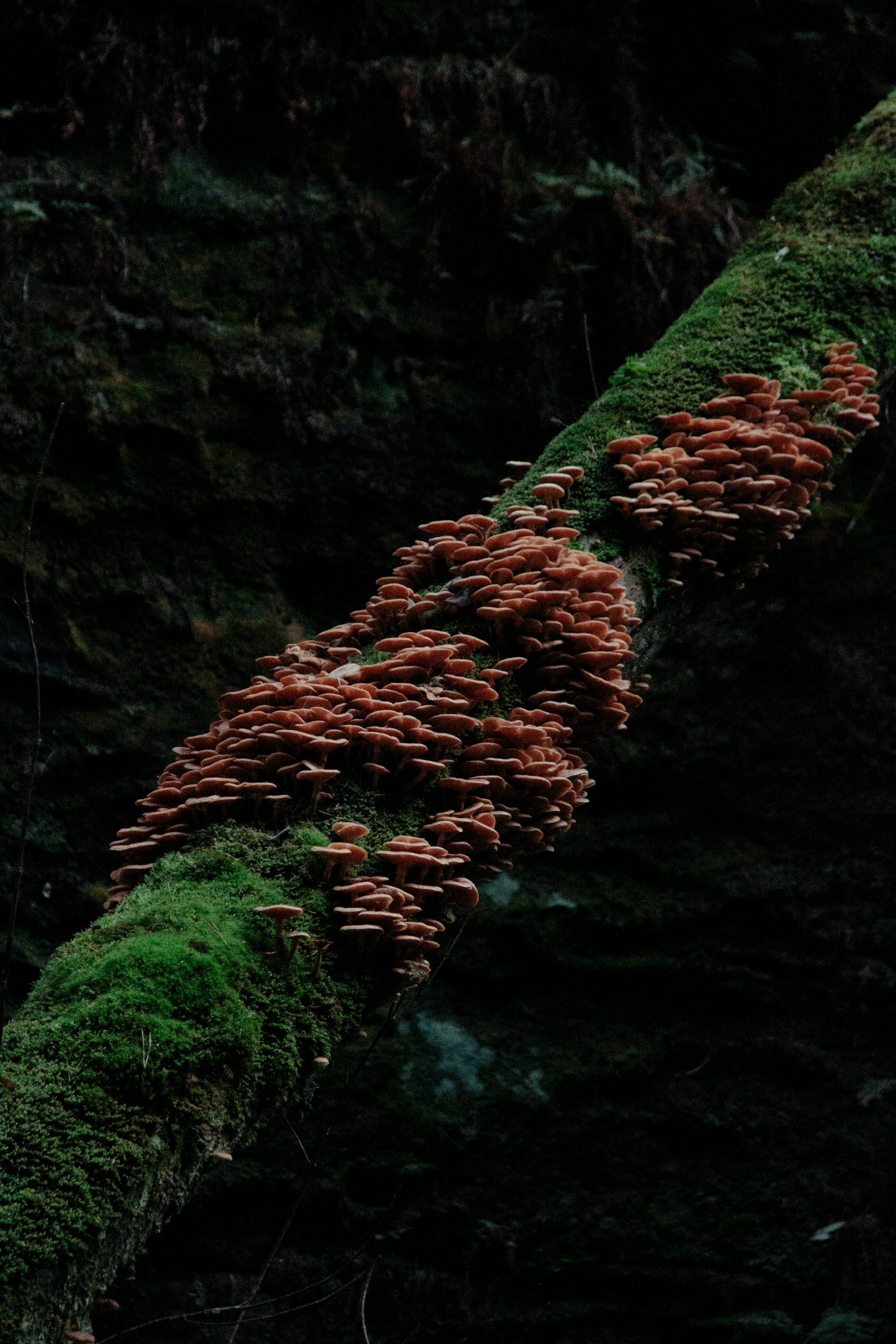 A group of mushrooms growing on the side of a tree