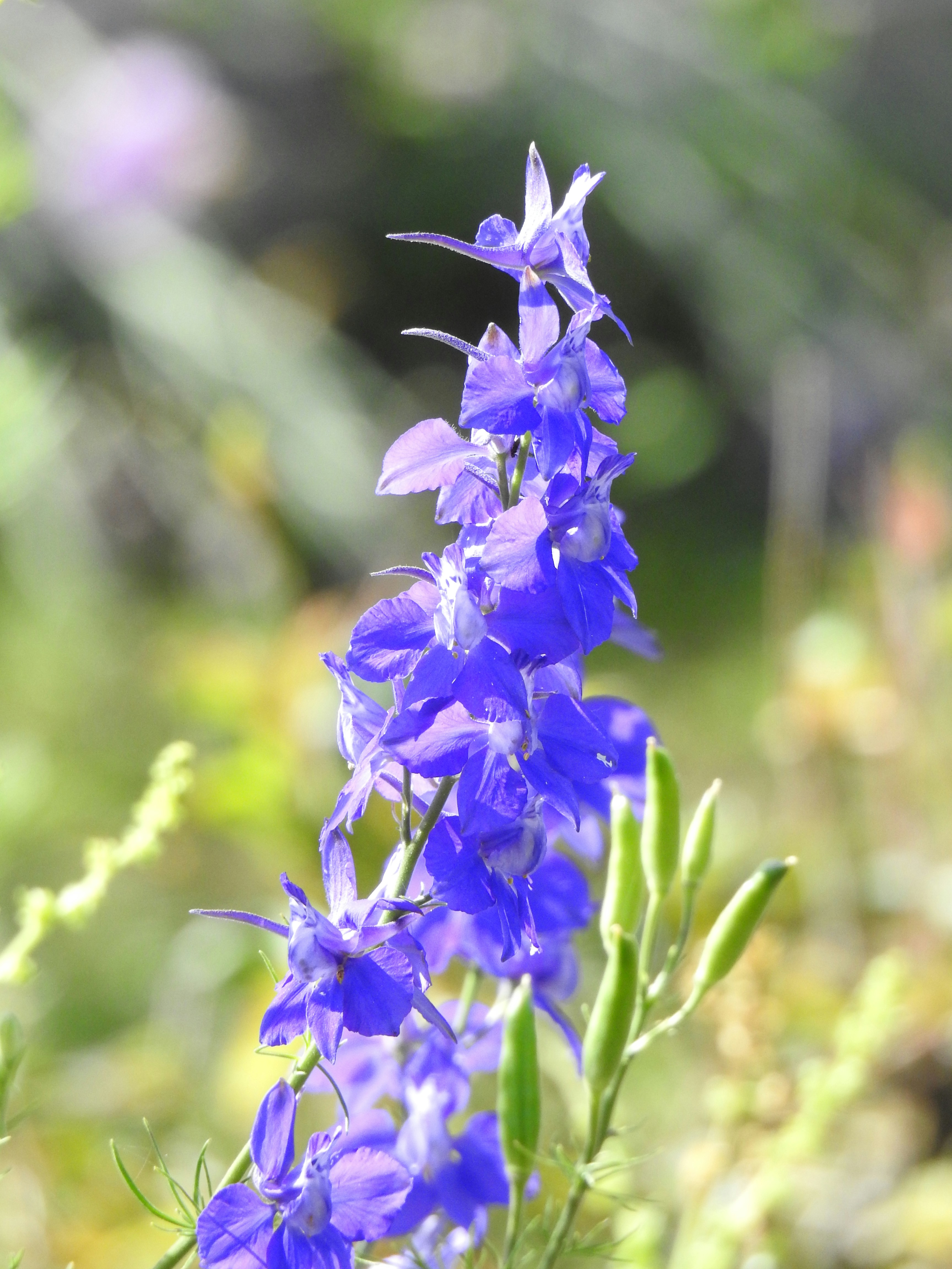 Photo by aditipanatu95