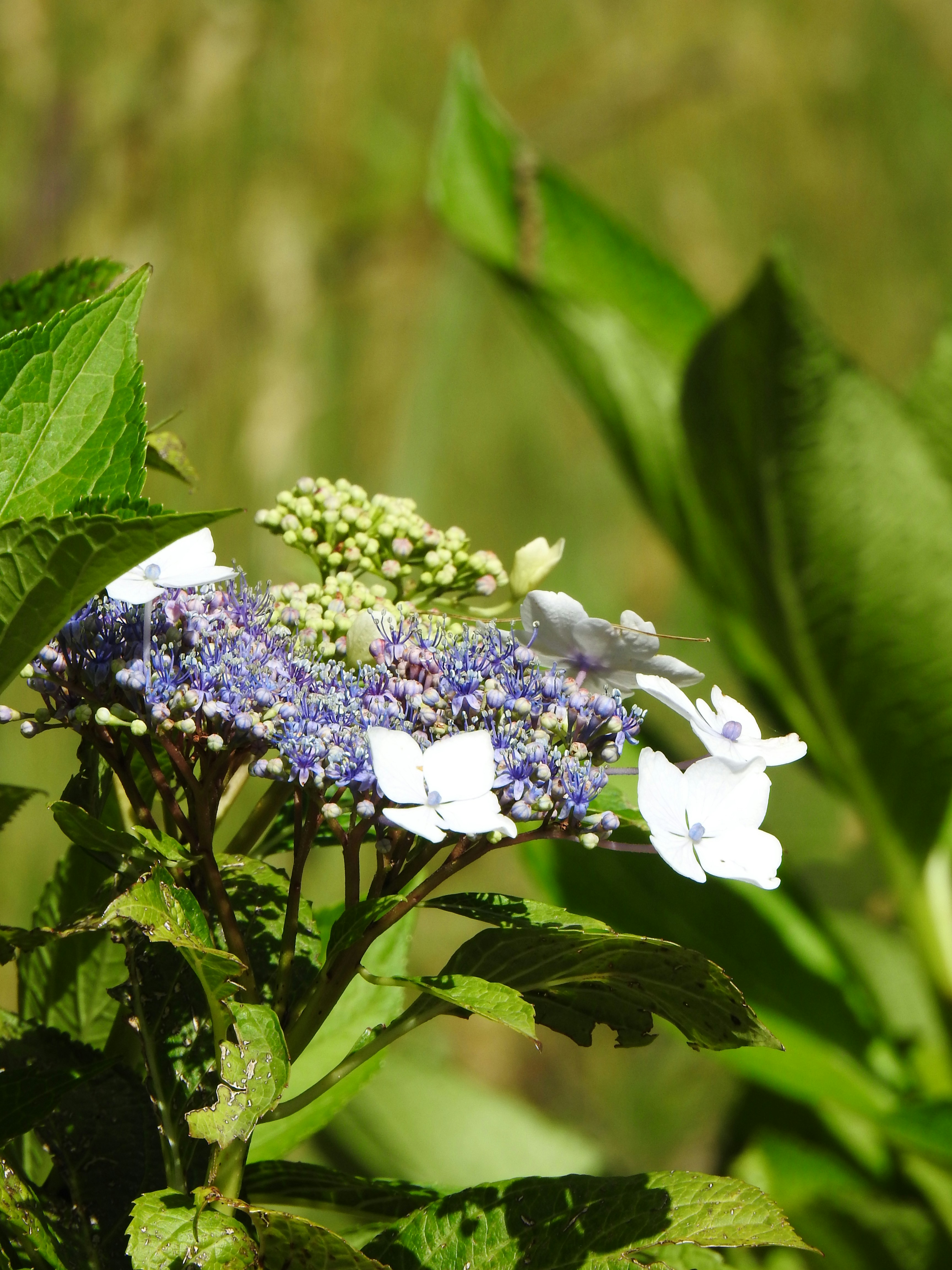 Photo by aditipanatu95