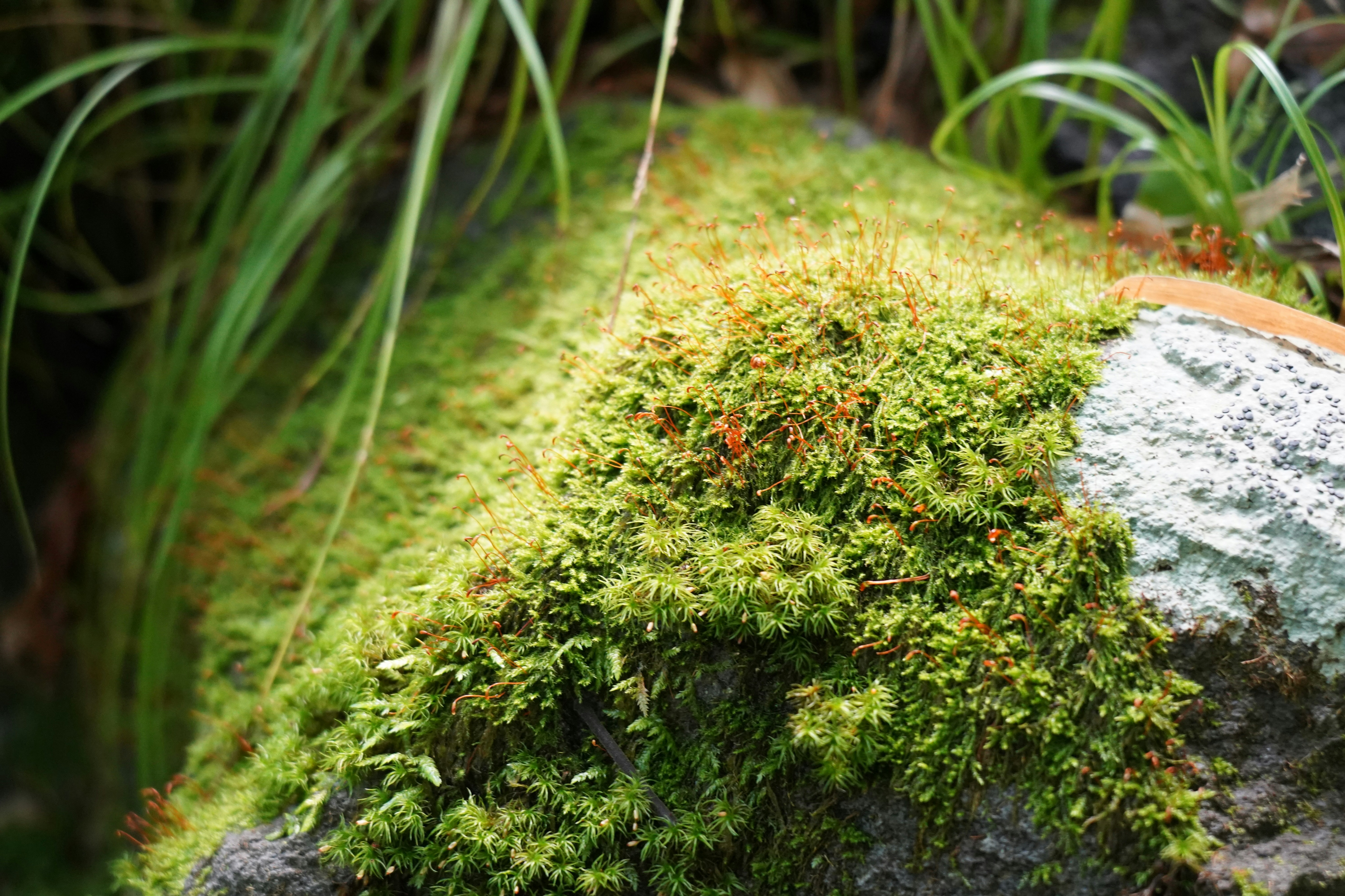 Moss growing on a rock in a garden