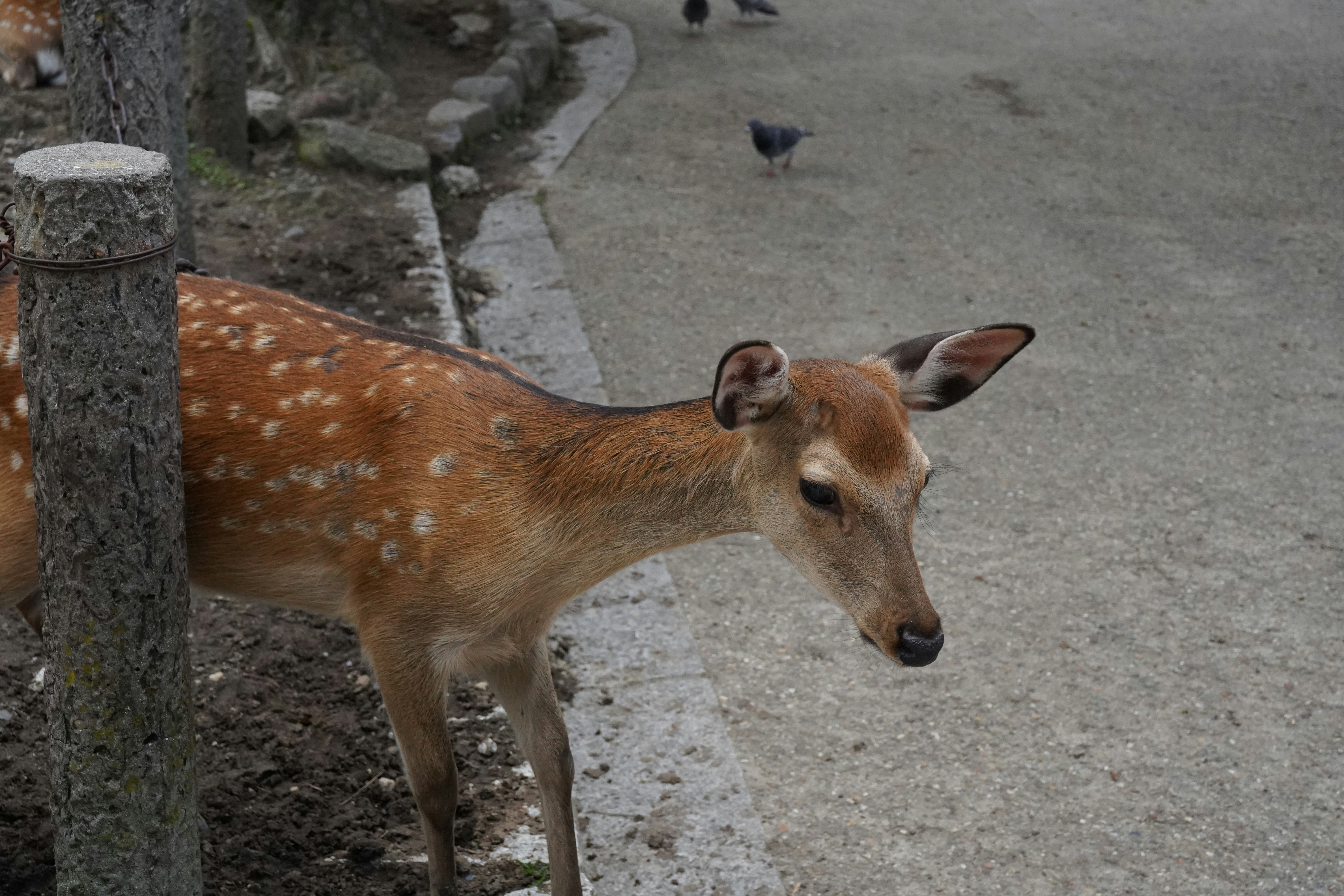 A couple of deer standing next to a tree