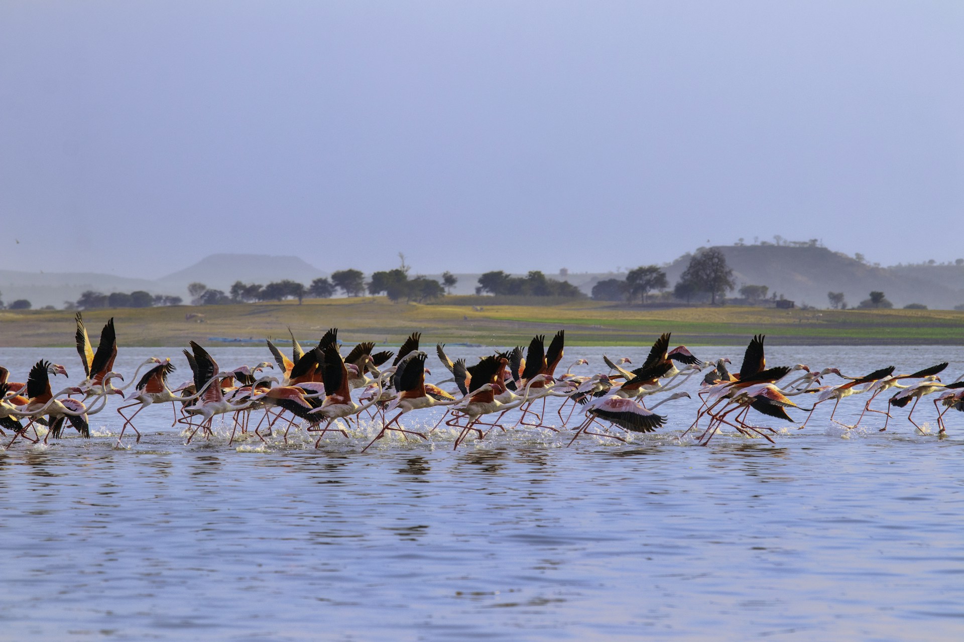 A flock of birds standing on top of a body of water