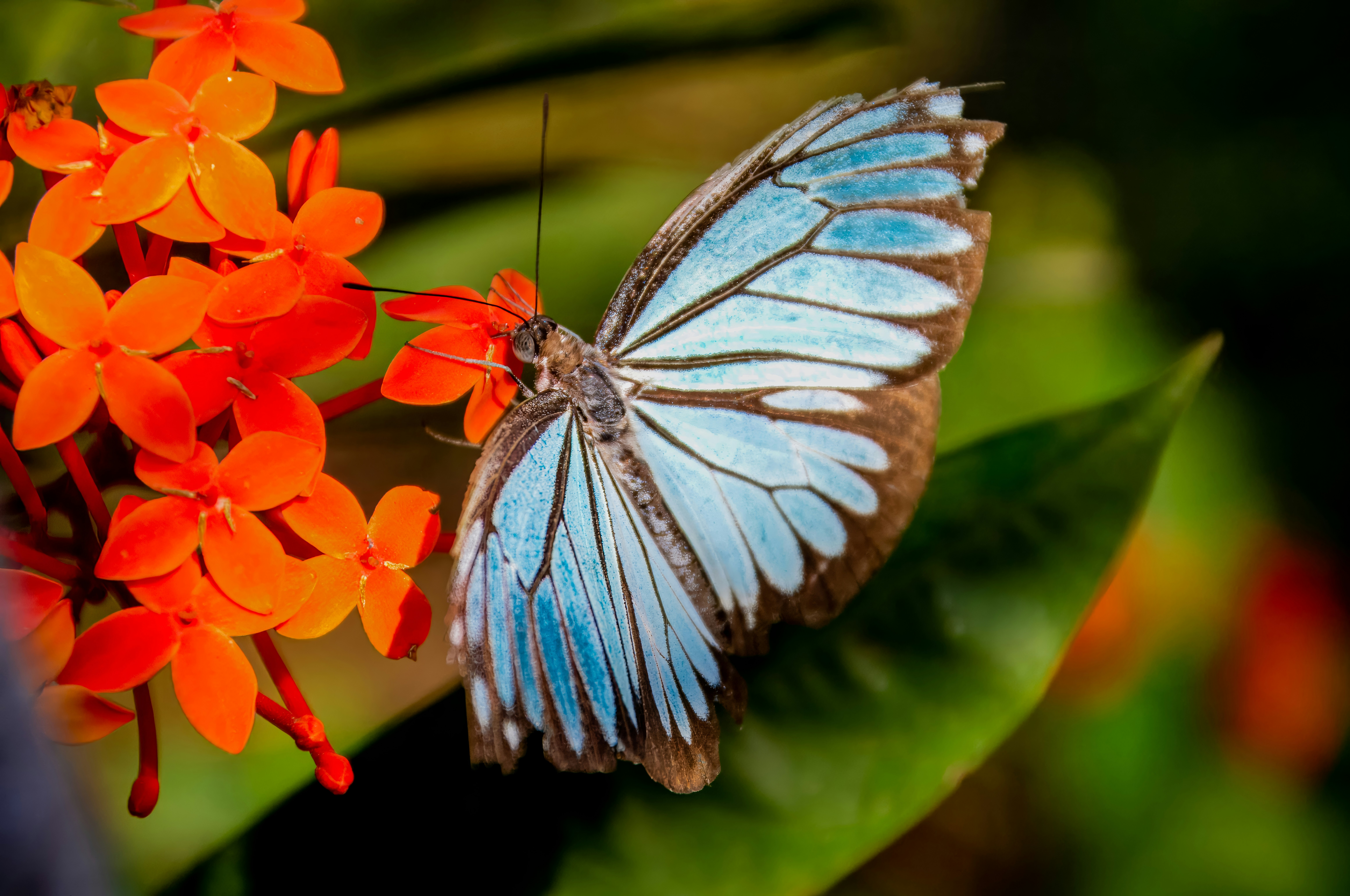 鮮やかなピンクの花の上に休む青い蝶 - Unsplashに収録の無料写真