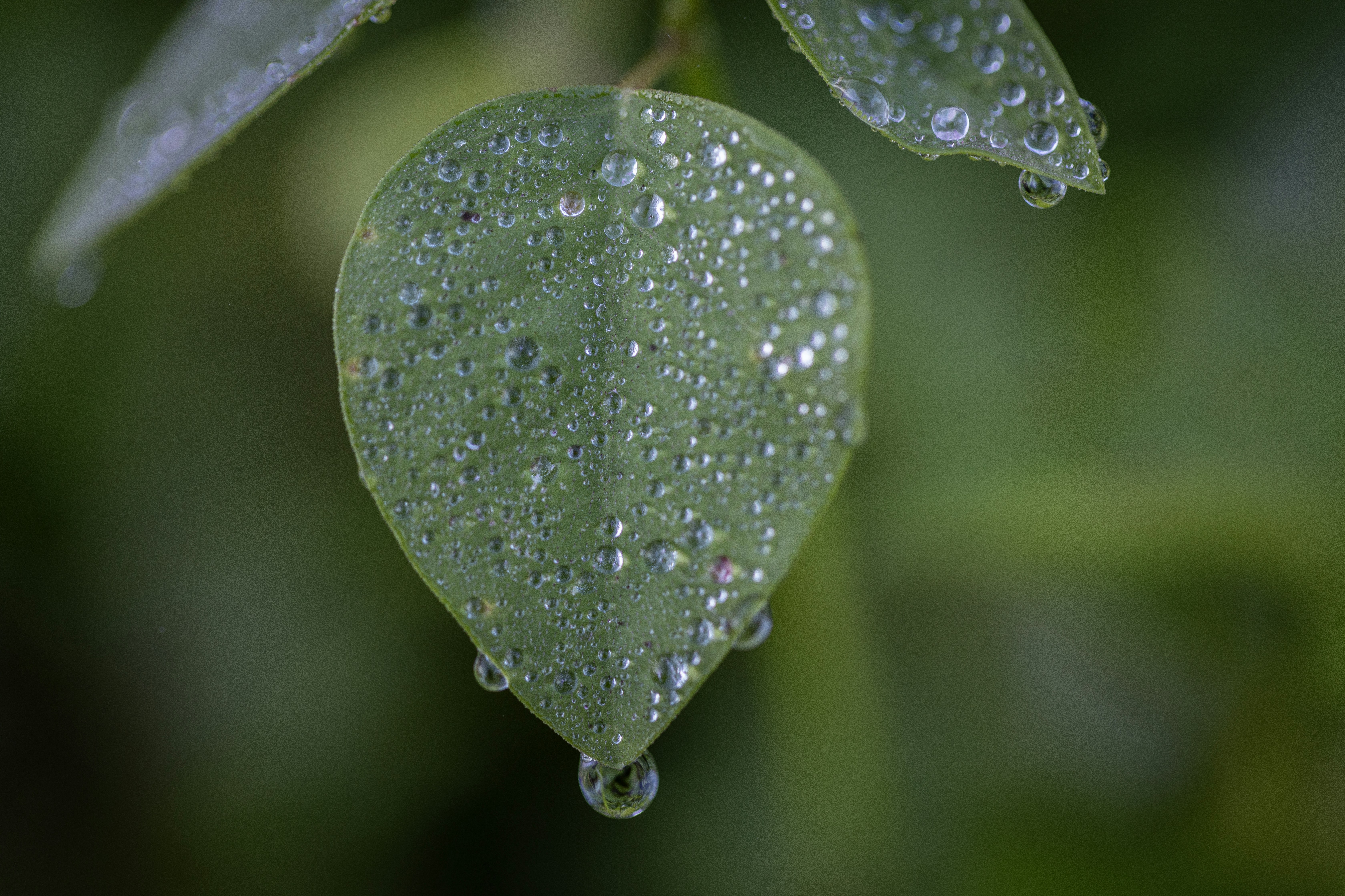 A green leaf with drops of water on it