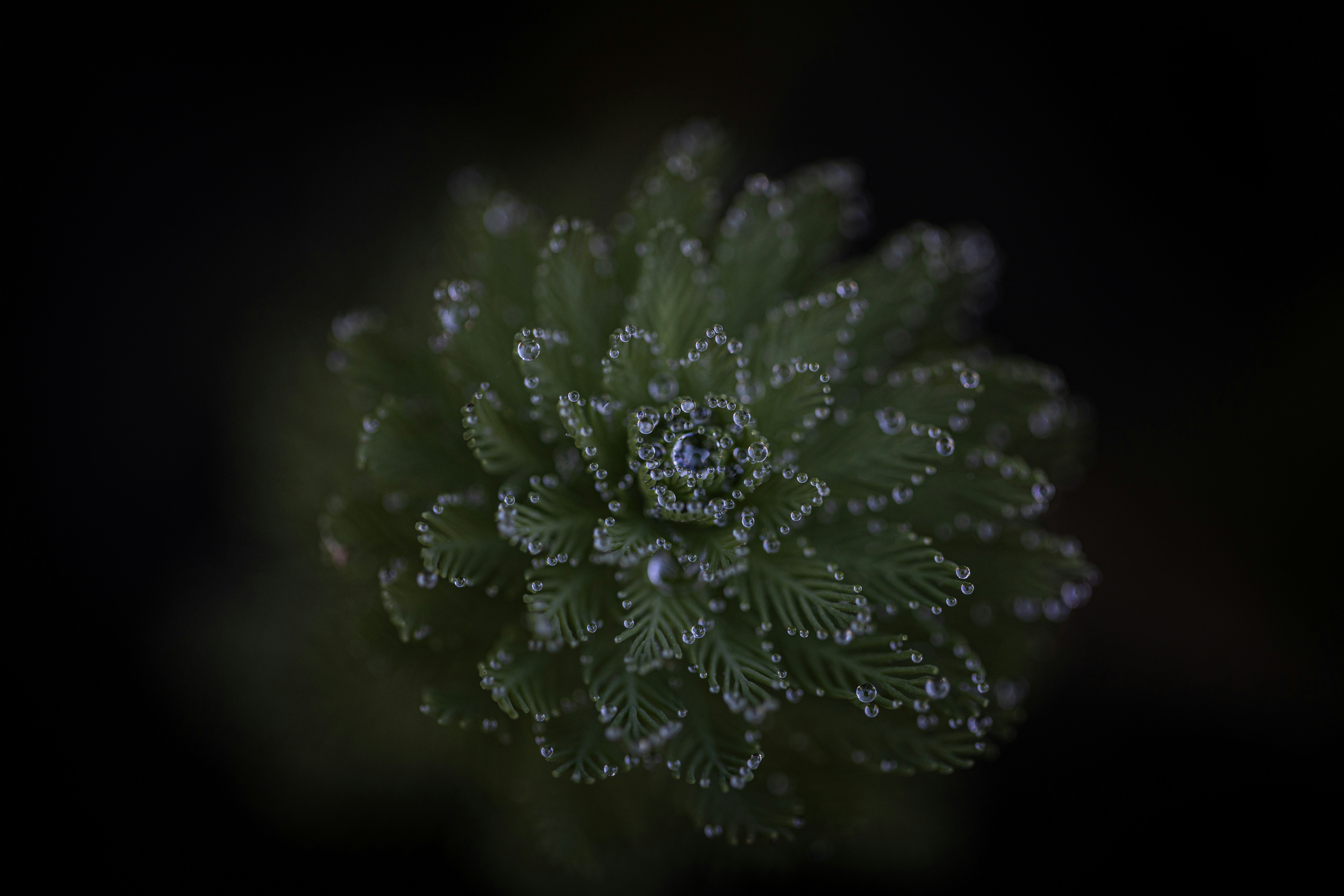A close up of a green plant with drops of water on it photo – Free ...