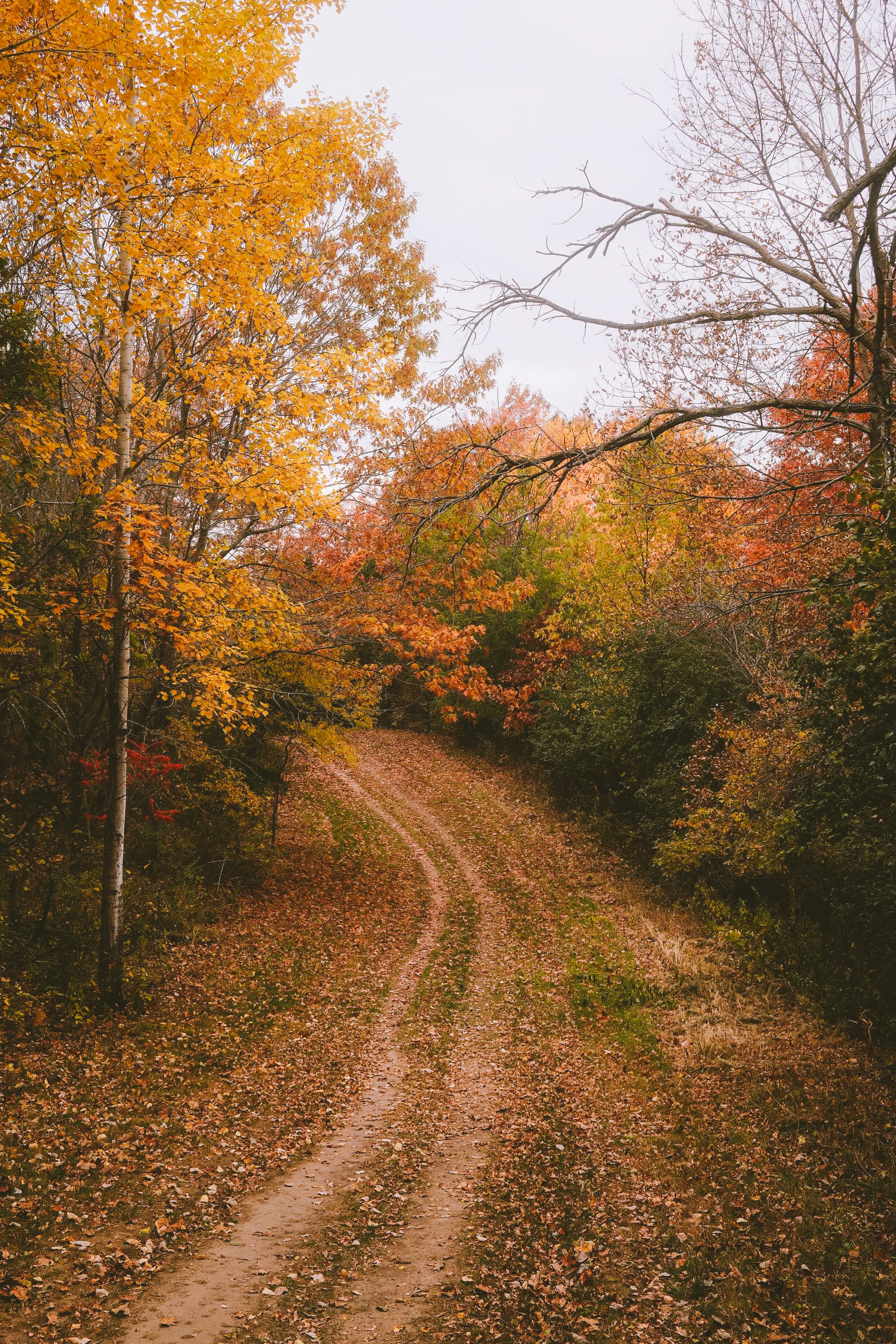 A dirt road in the middle of a forest
