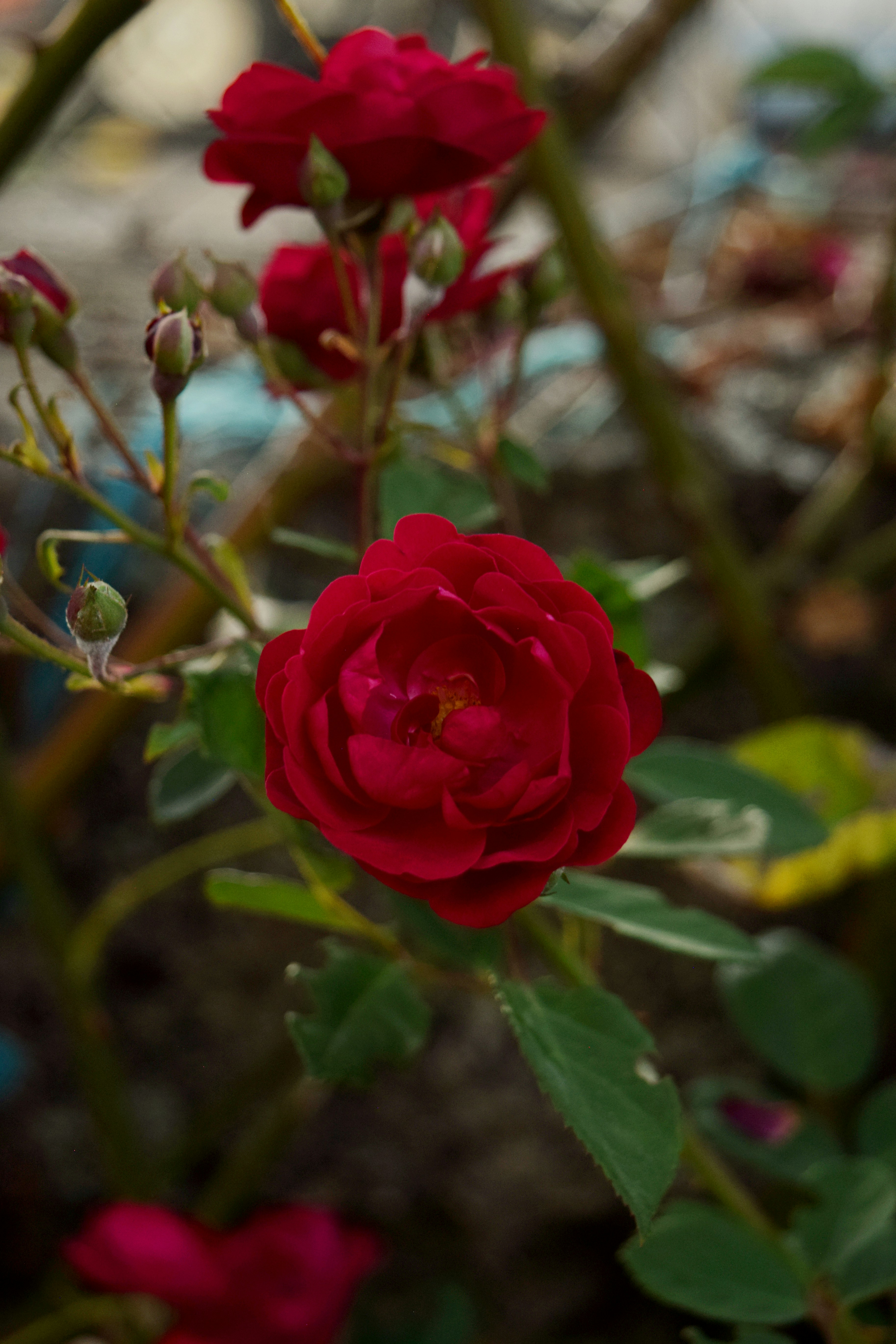 Photo by diianamfernandes