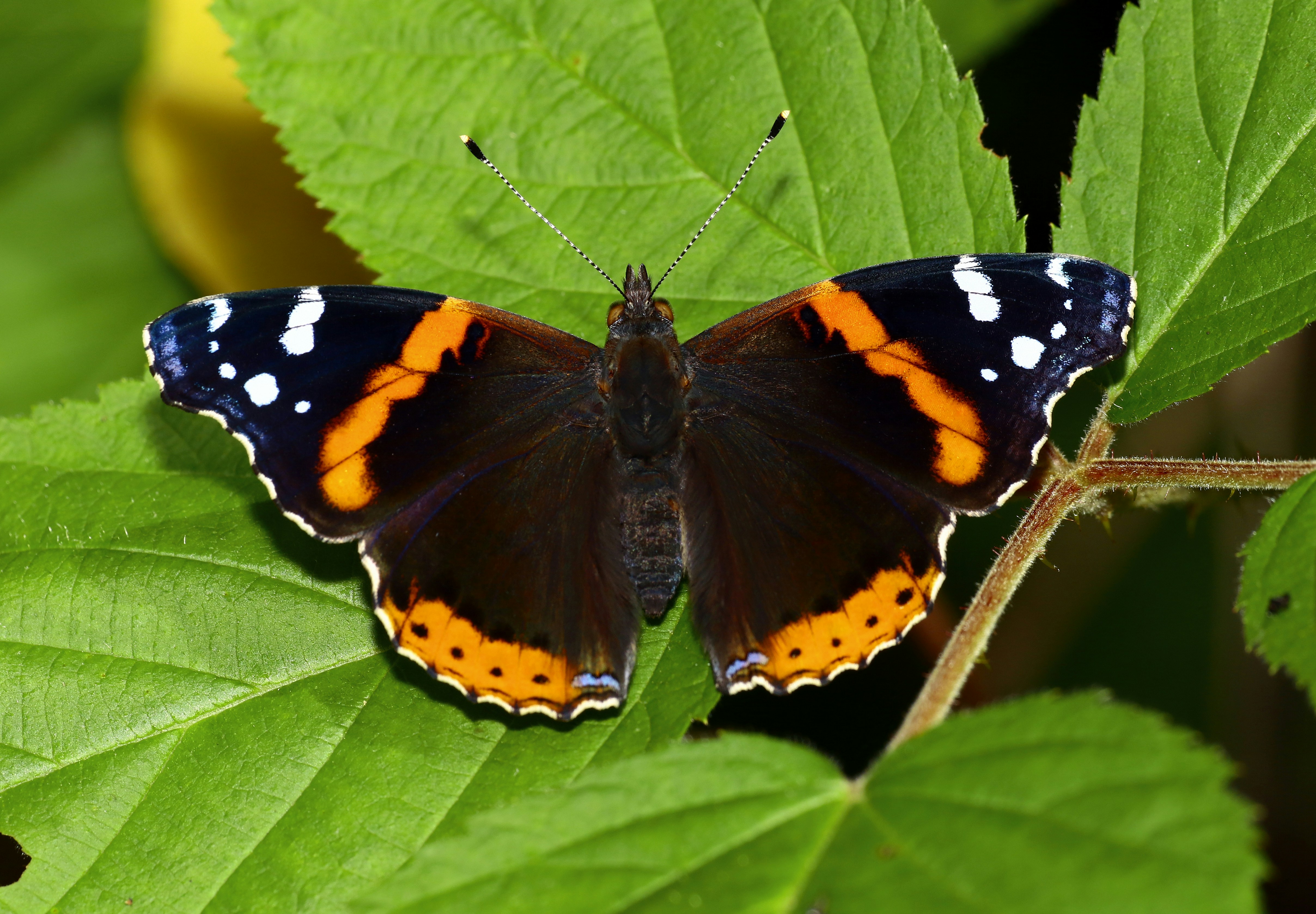 Photo by telliottmbamsc