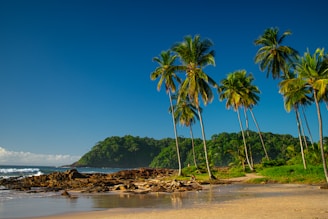 A sandy beach with palm trees and a mountain in the background