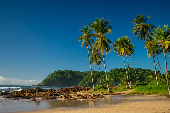 A sandy beach with palm trees and a mountain in the background